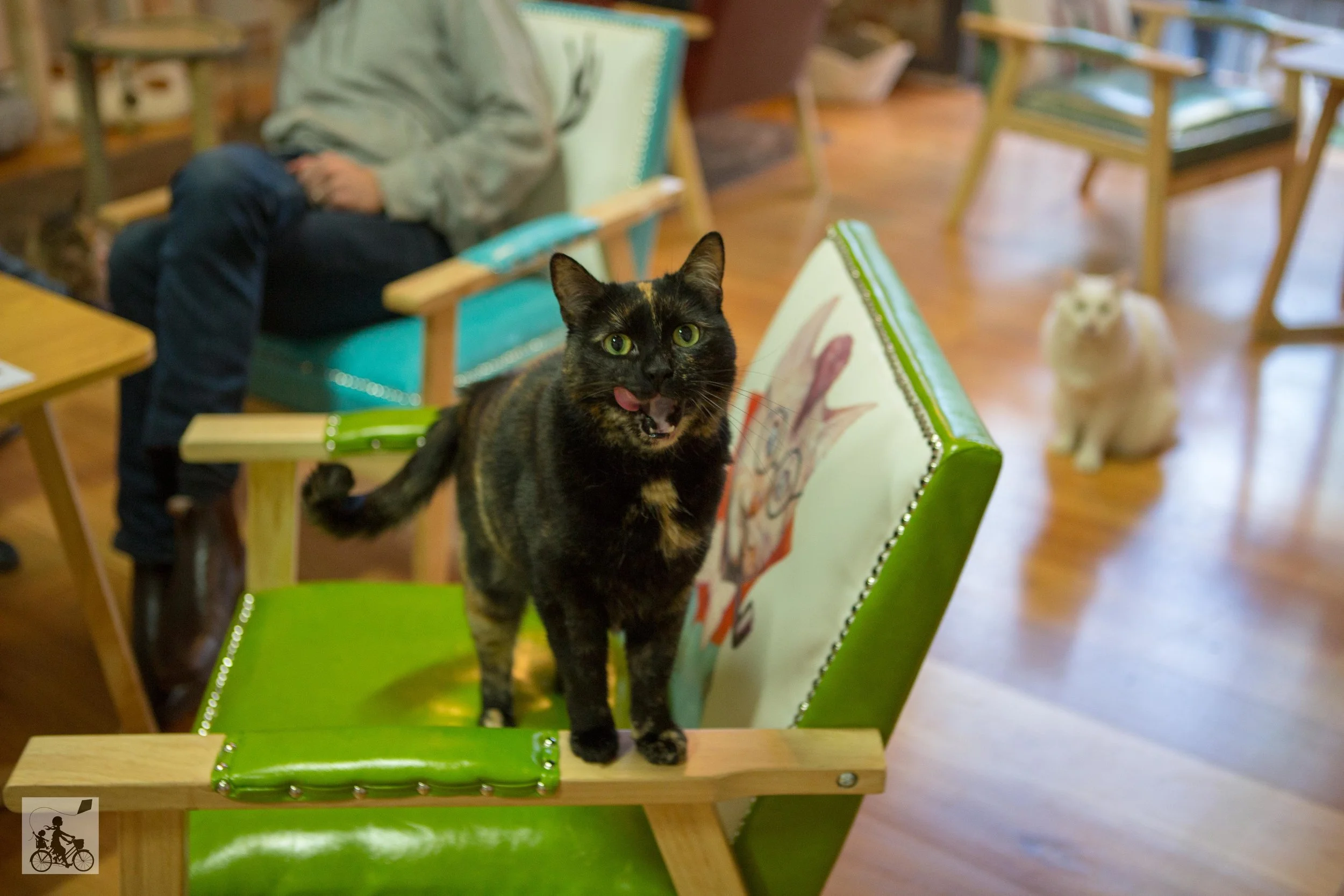 cat cafe, melbourne - mamma knows melbourne