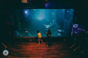 sealife aquarium