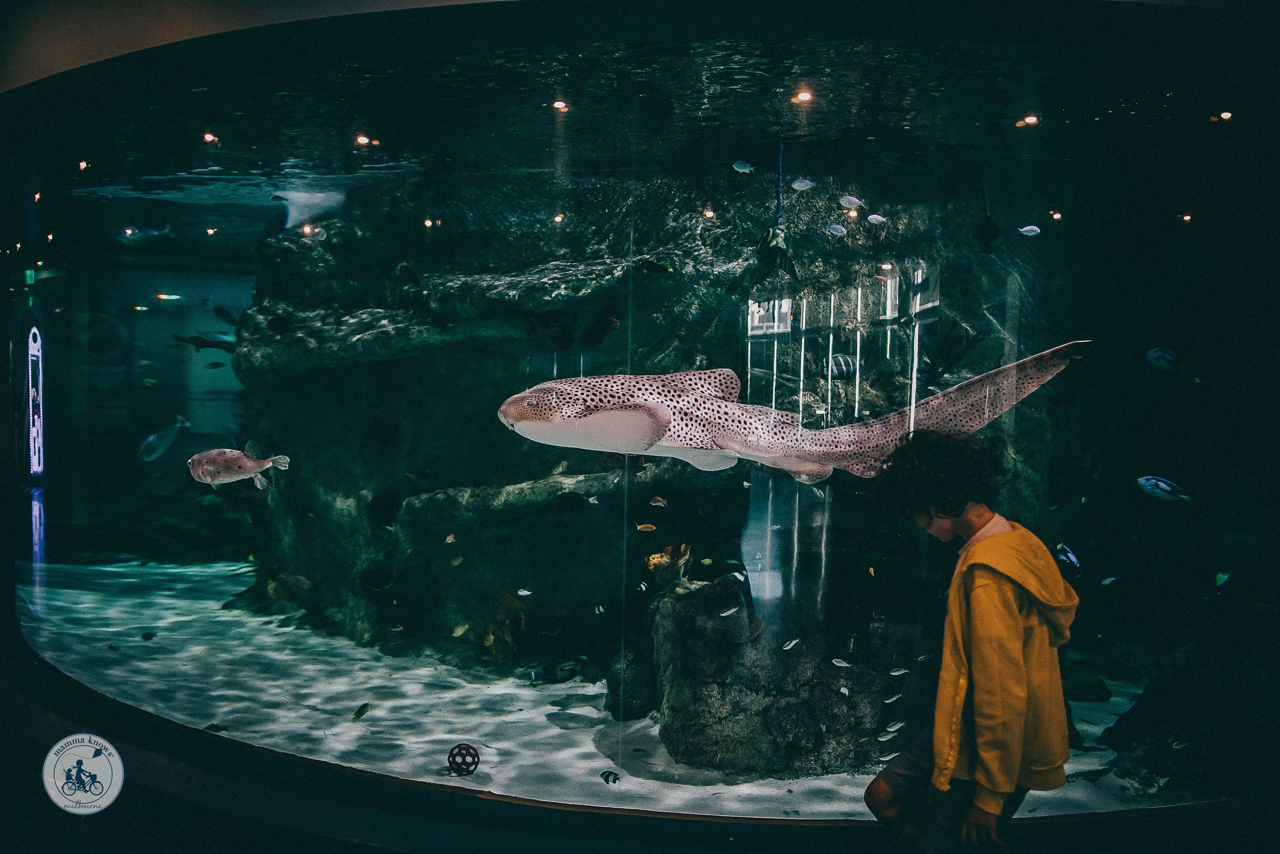SeaLIFE Aquarium