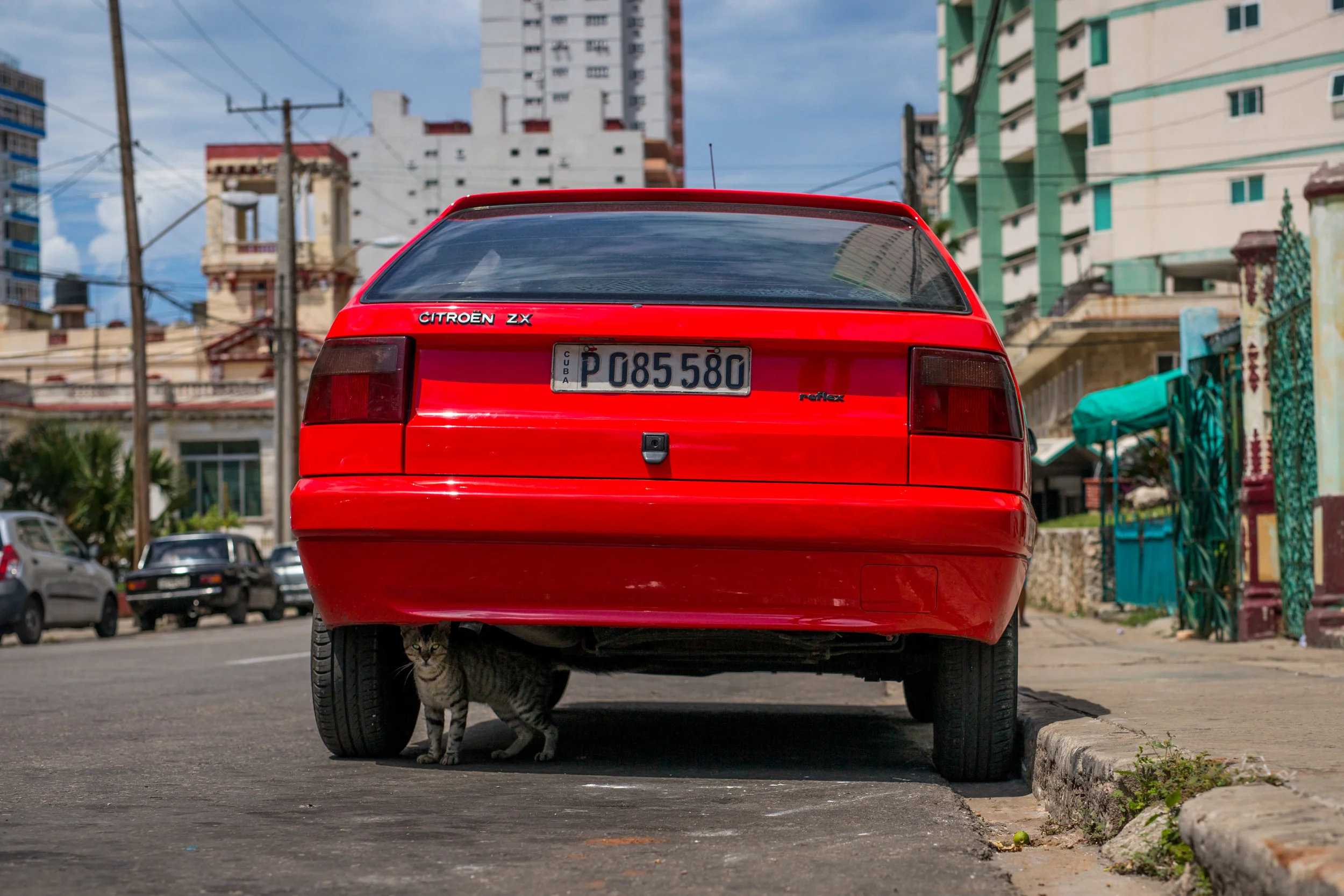 (11x14) Chavez_CubaCats-8455.jpg