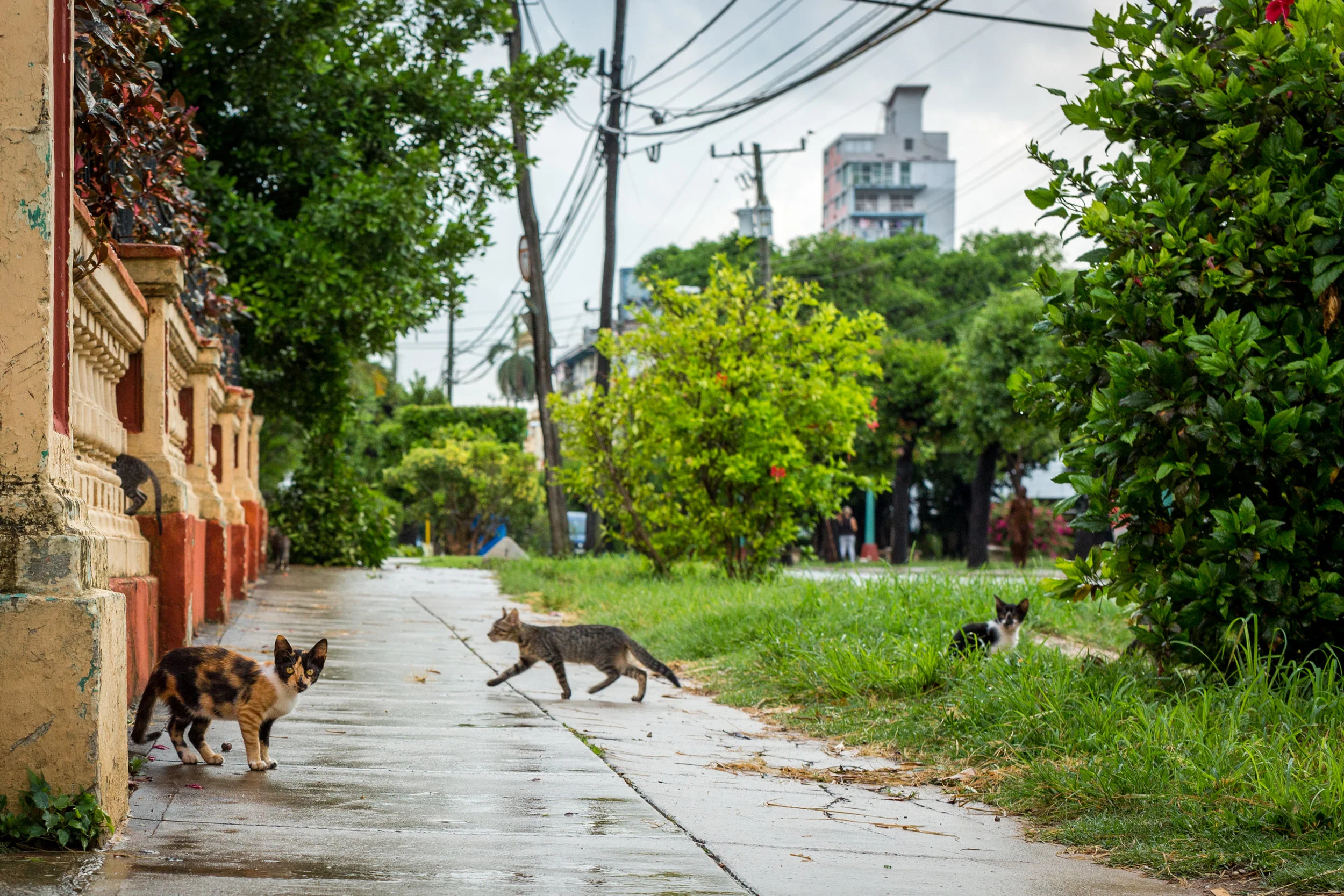 (11x14) Chavez_CubaCats-8788.jpg