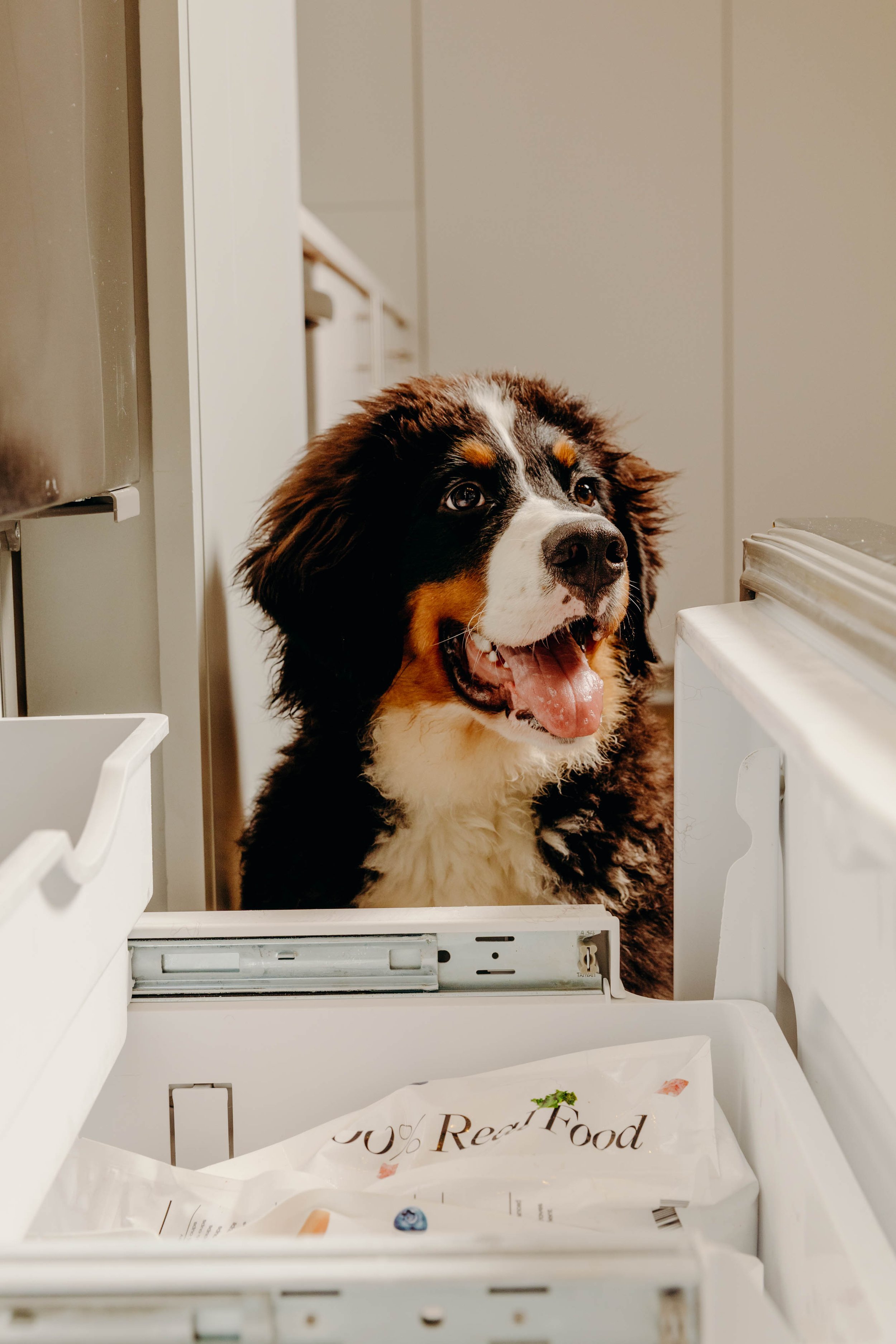 M_PUPPYFINAL-68.jpg
