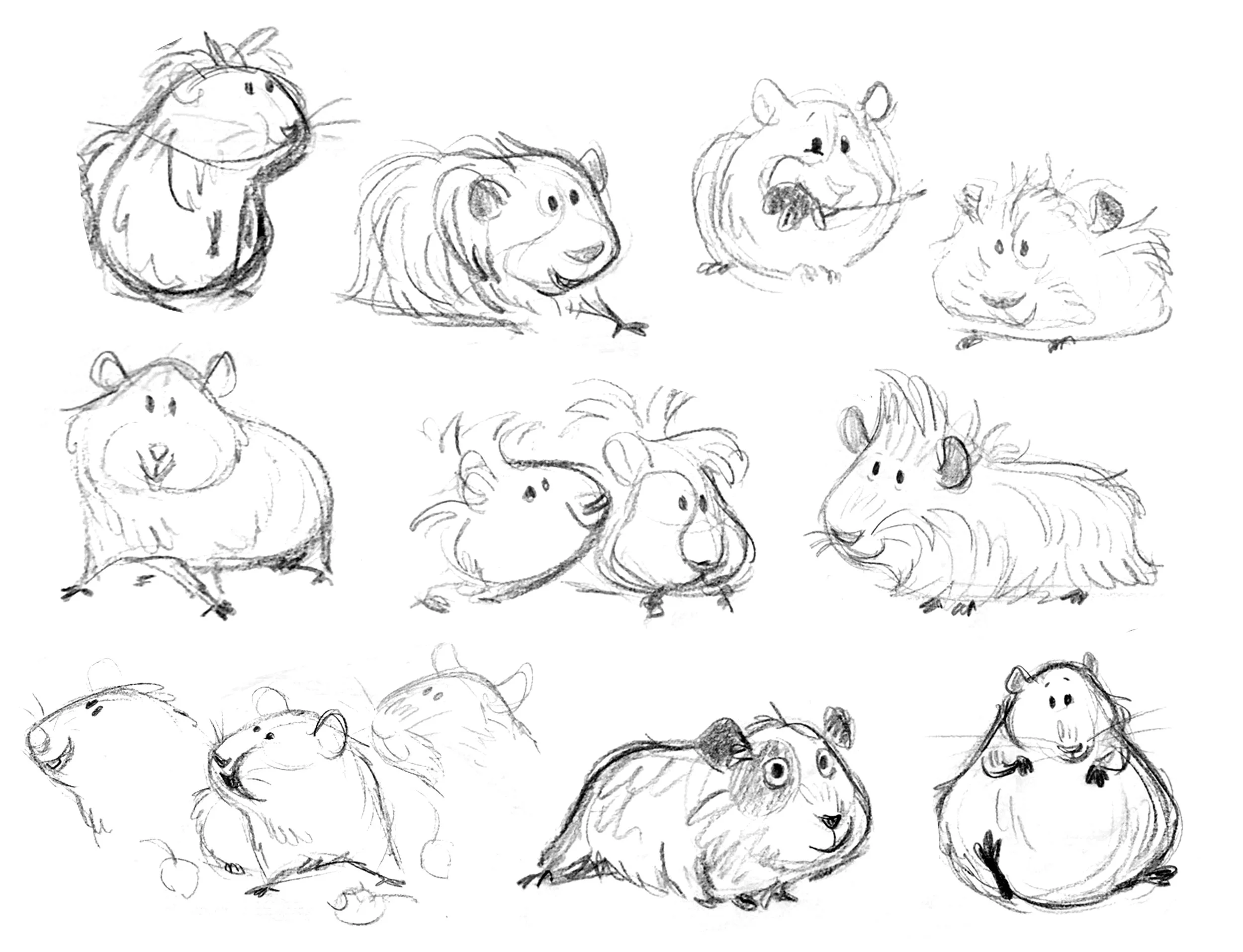 GuineaPig_Sketches.jpg