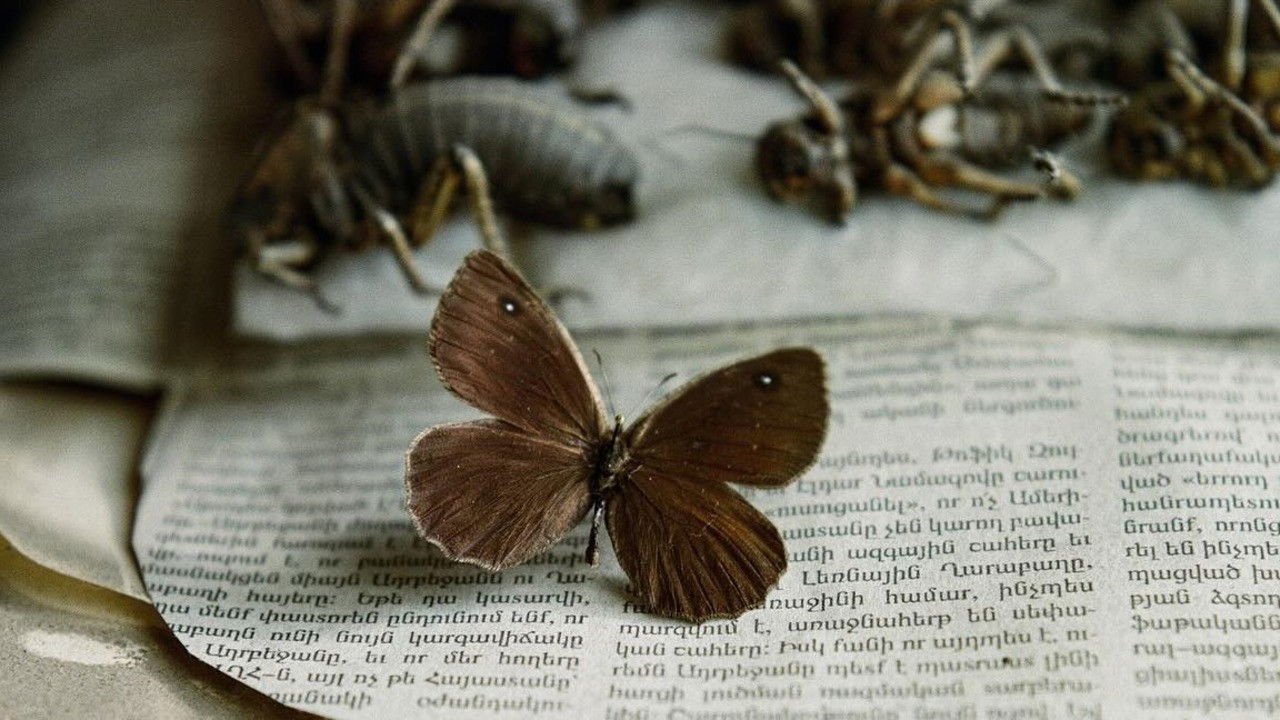 A small, brown butterfly specimen rests on a newspaper clipping.
