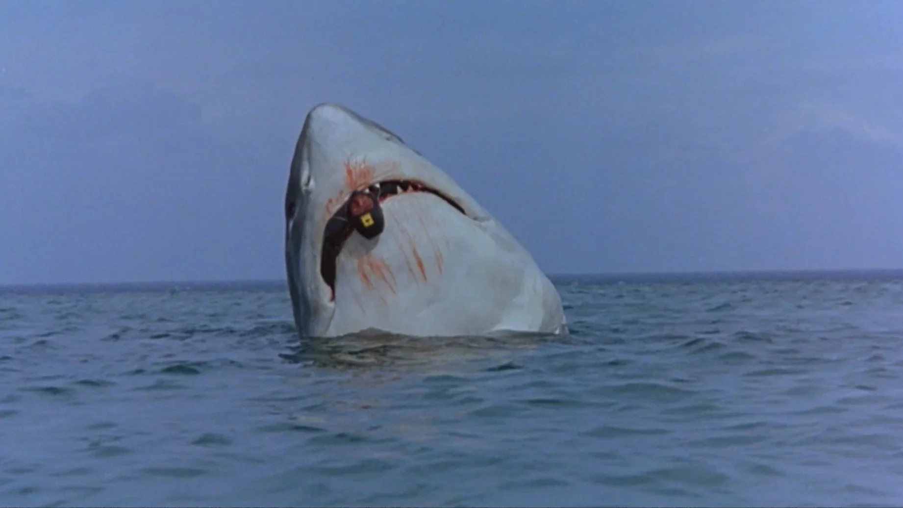 A shark eats a person in the film Cruel Jaws.