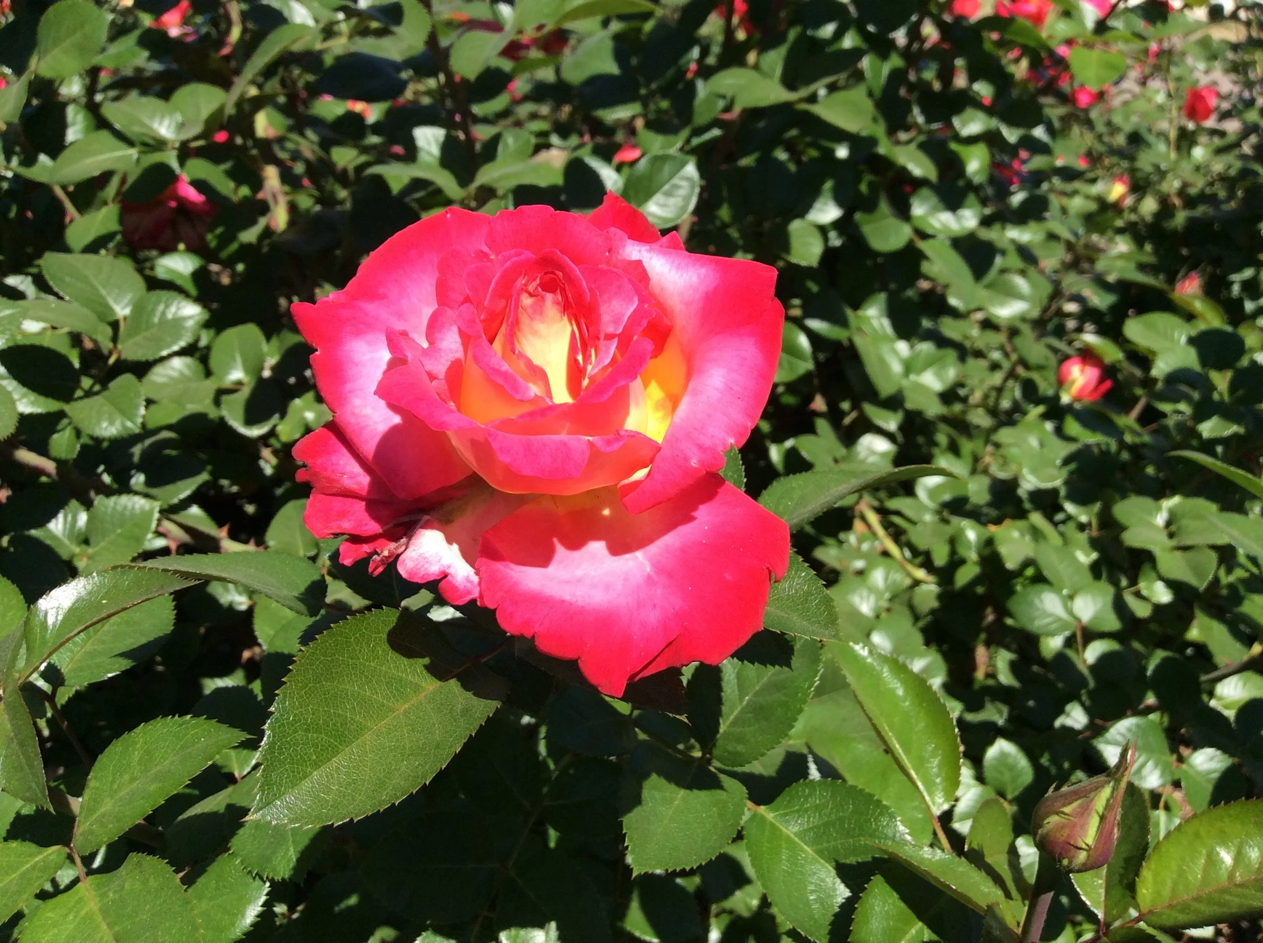 Welcome to the All-New Valley Garden Center Website!