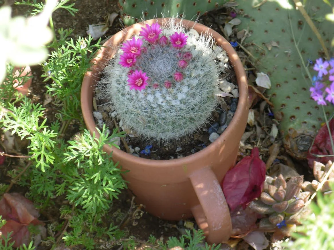 valley-garden-center-phoenix-blooming-succulent.jpg
