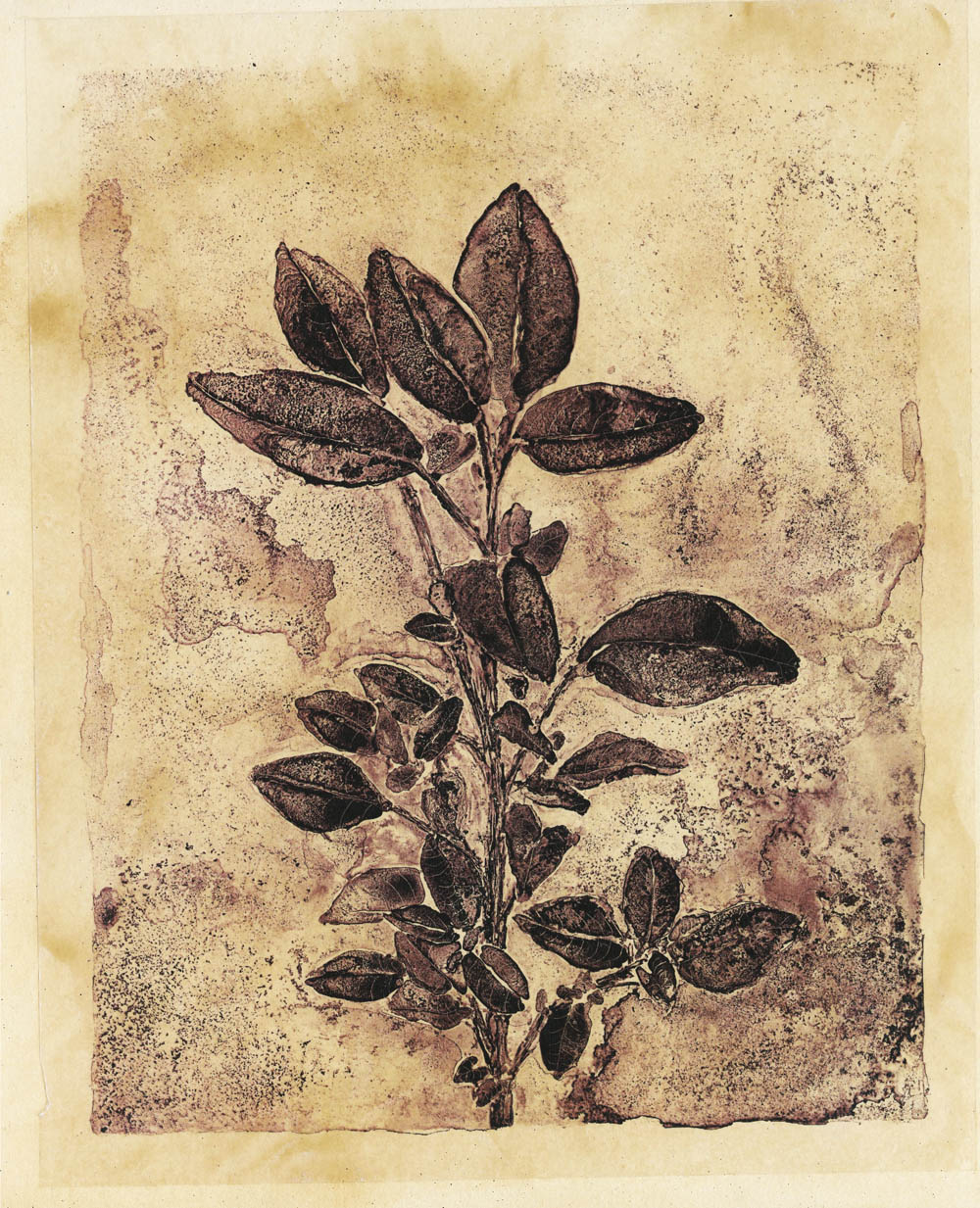 Amaranth