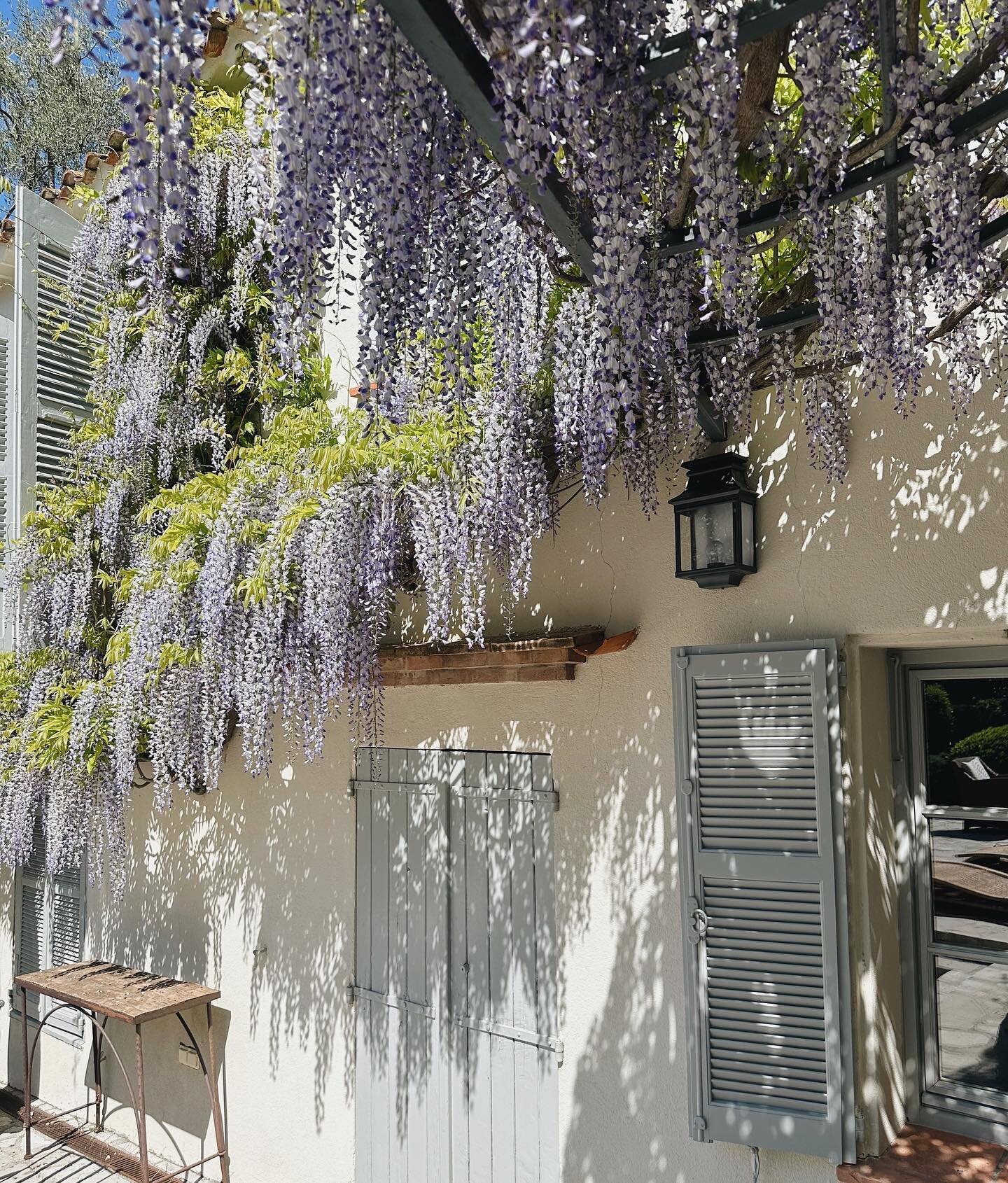 Starting Easter weekend off with the most amazing start to wisteria season🍃