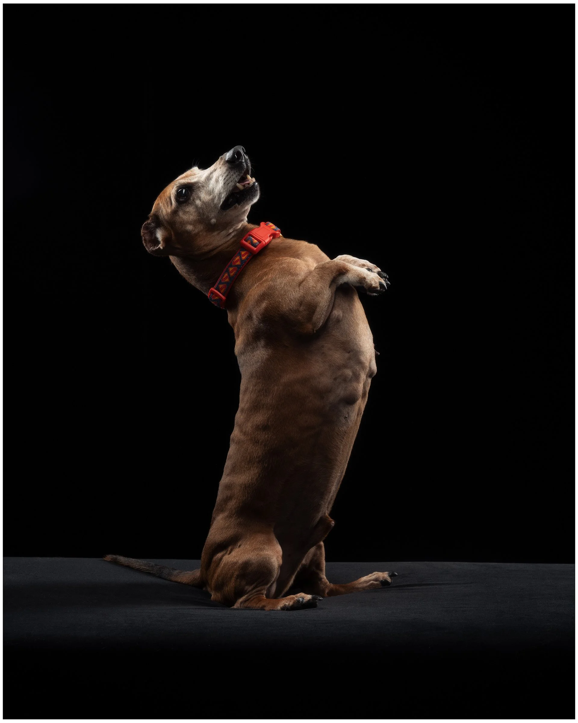 SOKOSHOTS PUDDY81.jpg