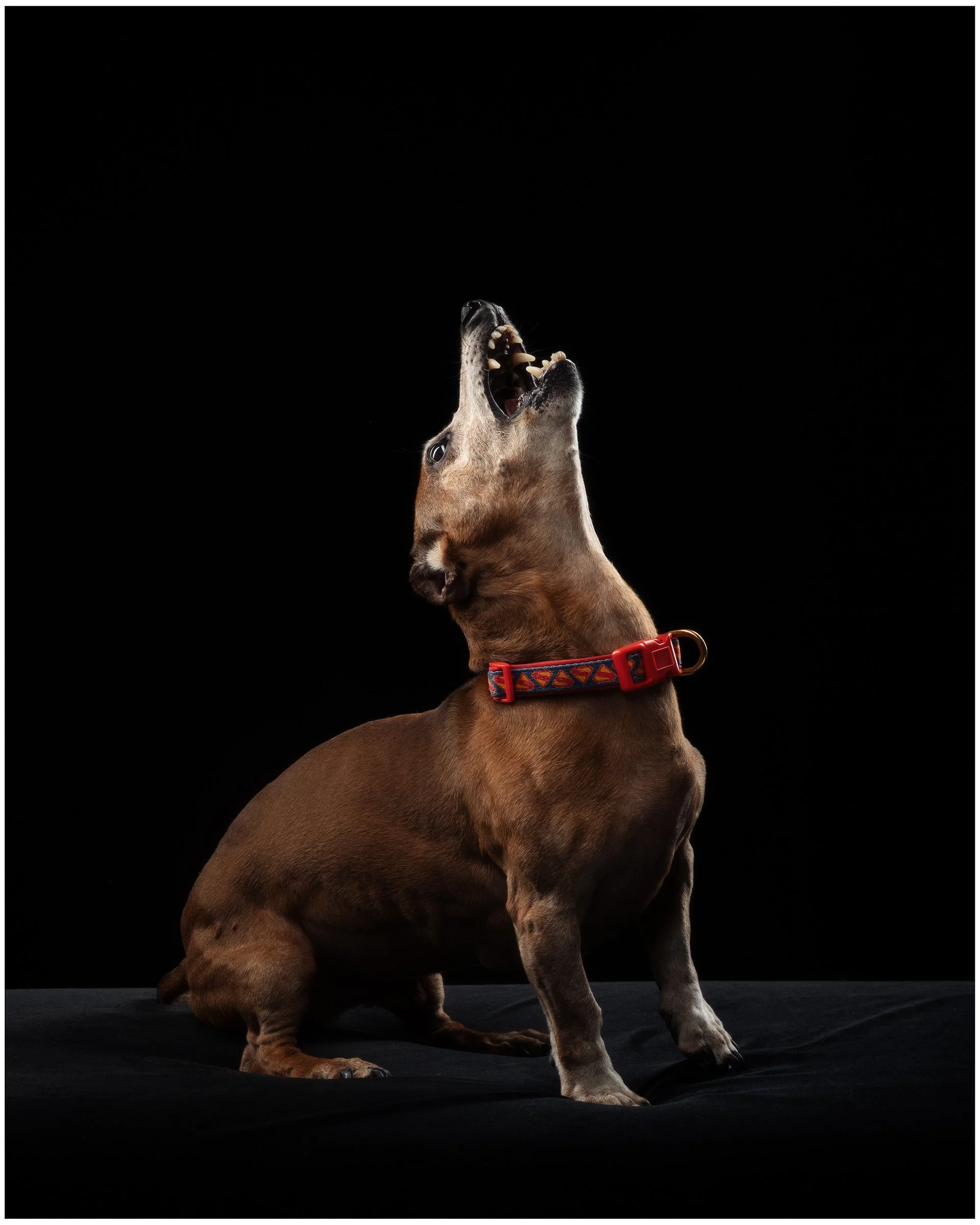 SOKOSHOTS PUDDY85.jpg