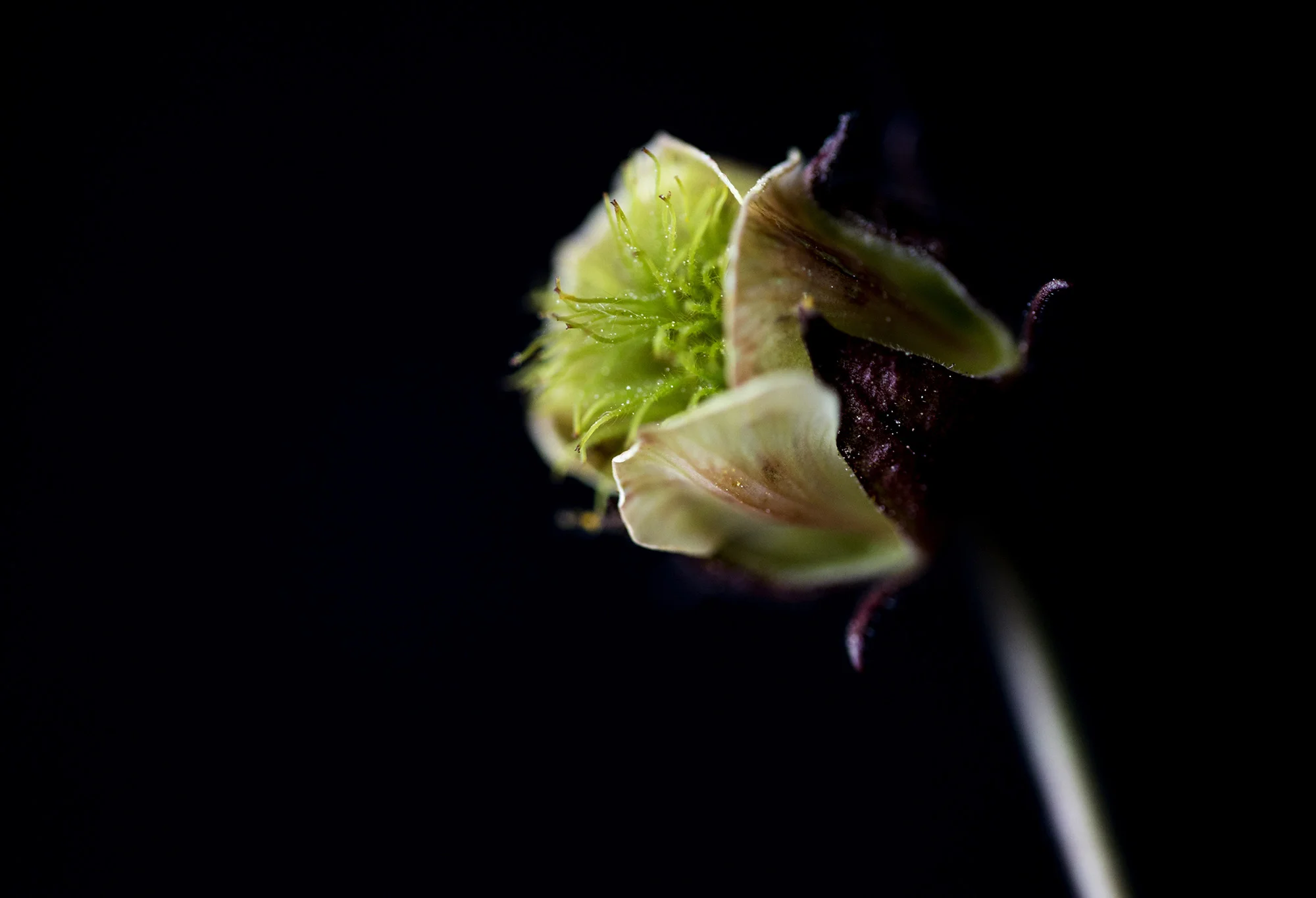 The Wildflower Collection - Geum Rivale Finnish wildflowers photography 2017. Sold on Curioos .