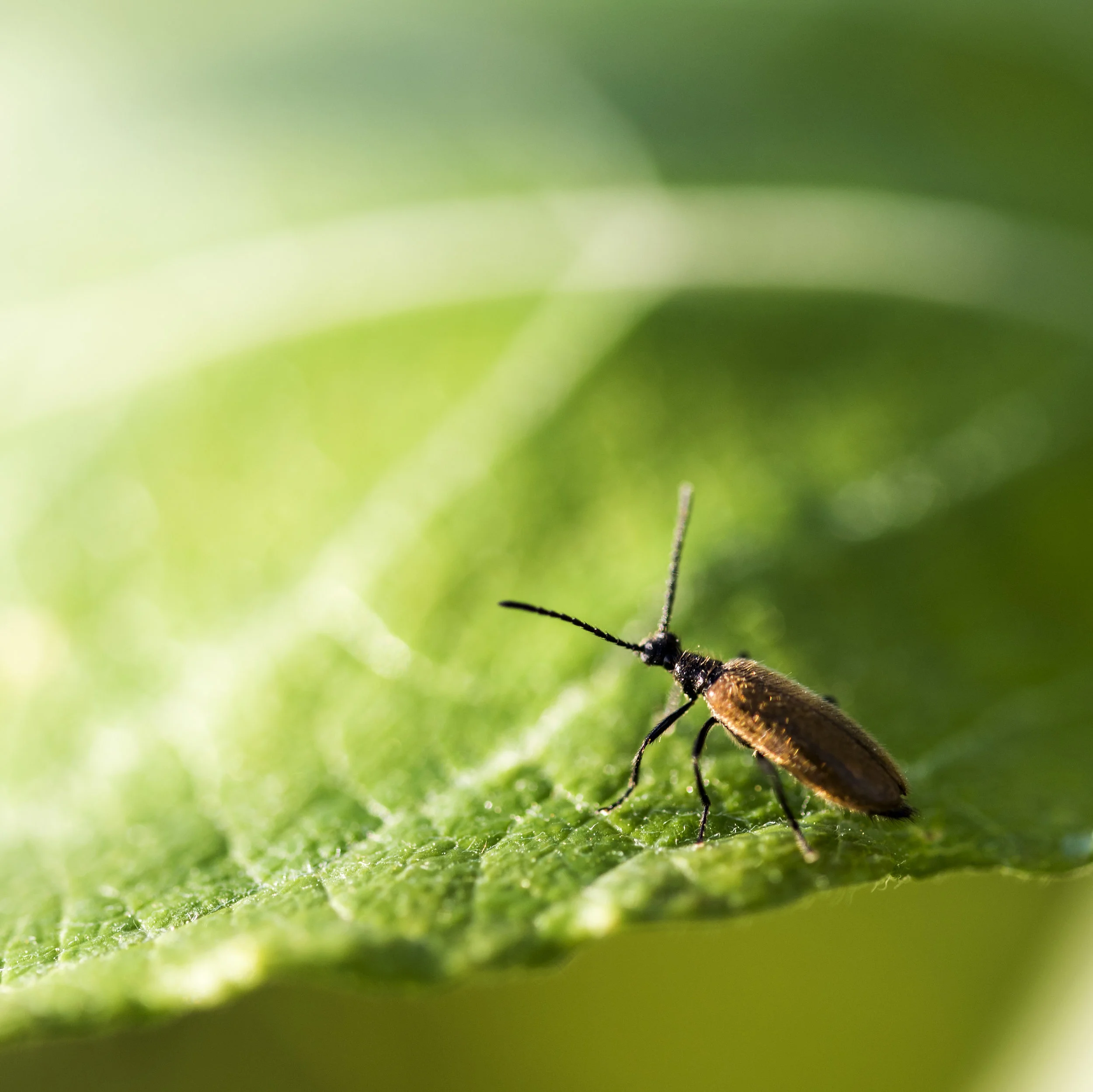 Look to the light Insect photography 2017.