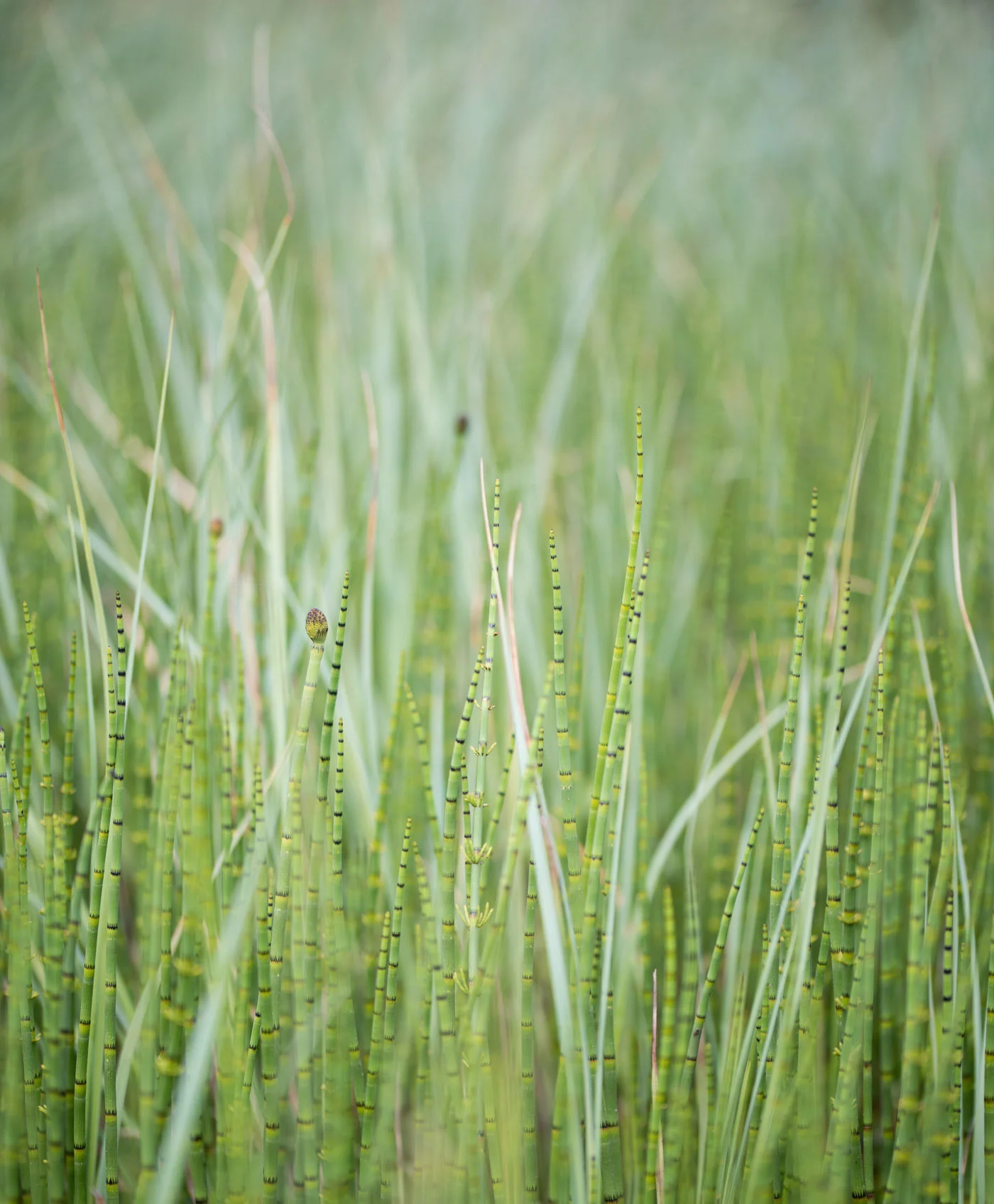 Mars horsetail Nature photography 2017.