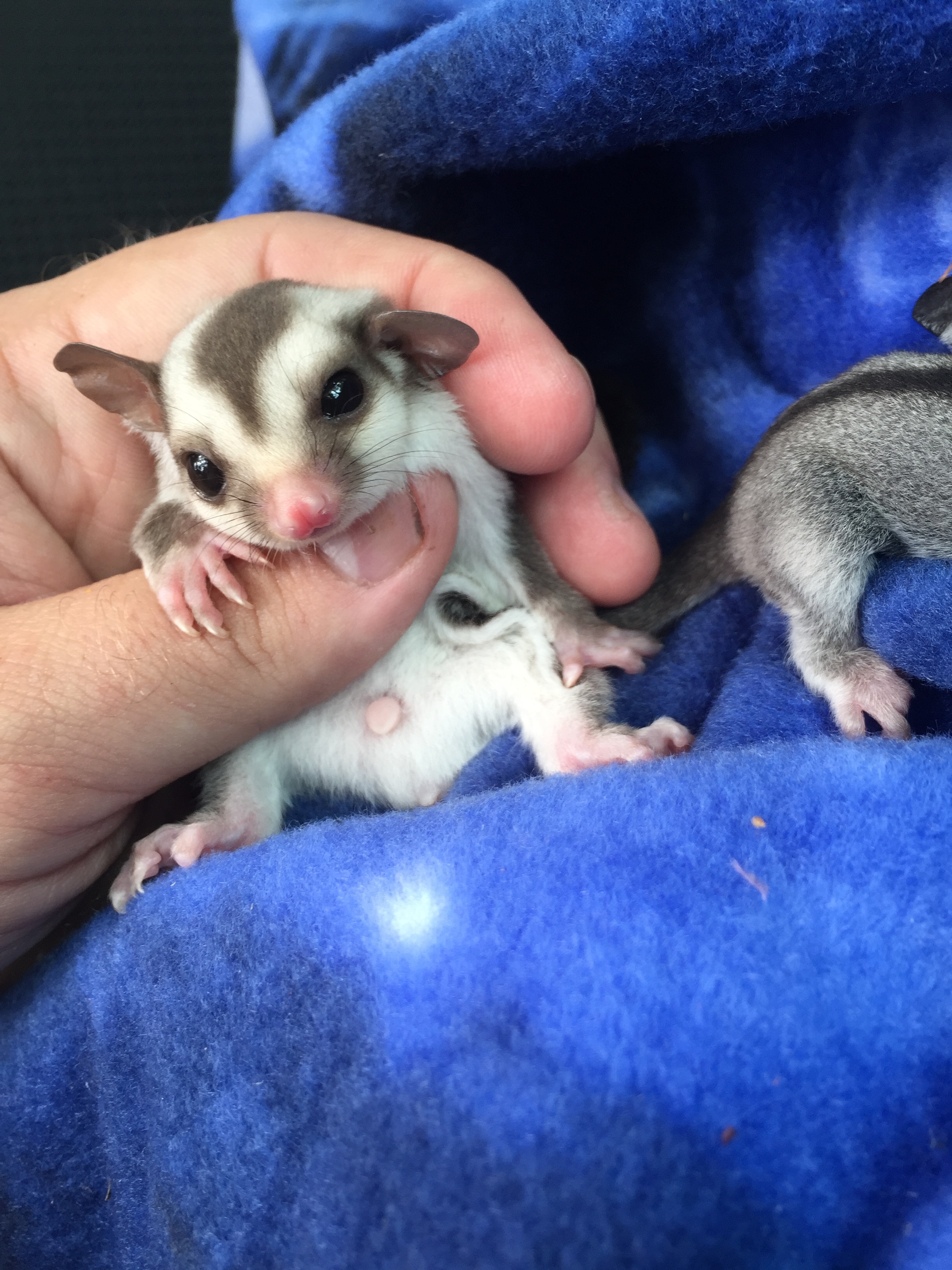 Sugar Glider Colors — GBG Exotics