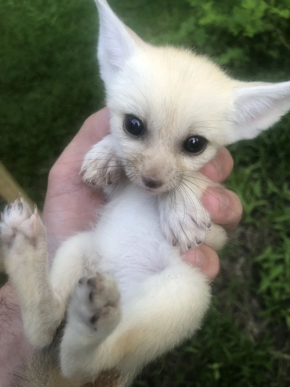 Fennec Fox Deposit — GBG Exotics