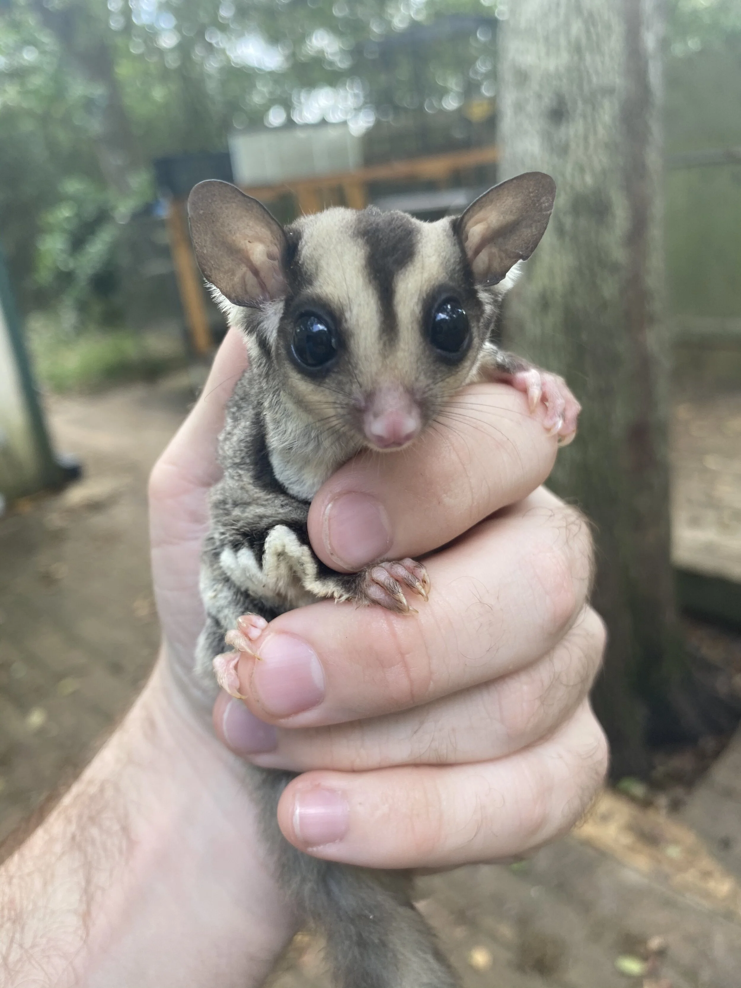 standard grey sugar glider