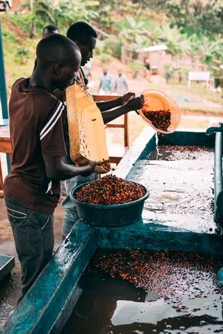 Coffee processing at the Shyira coffee station