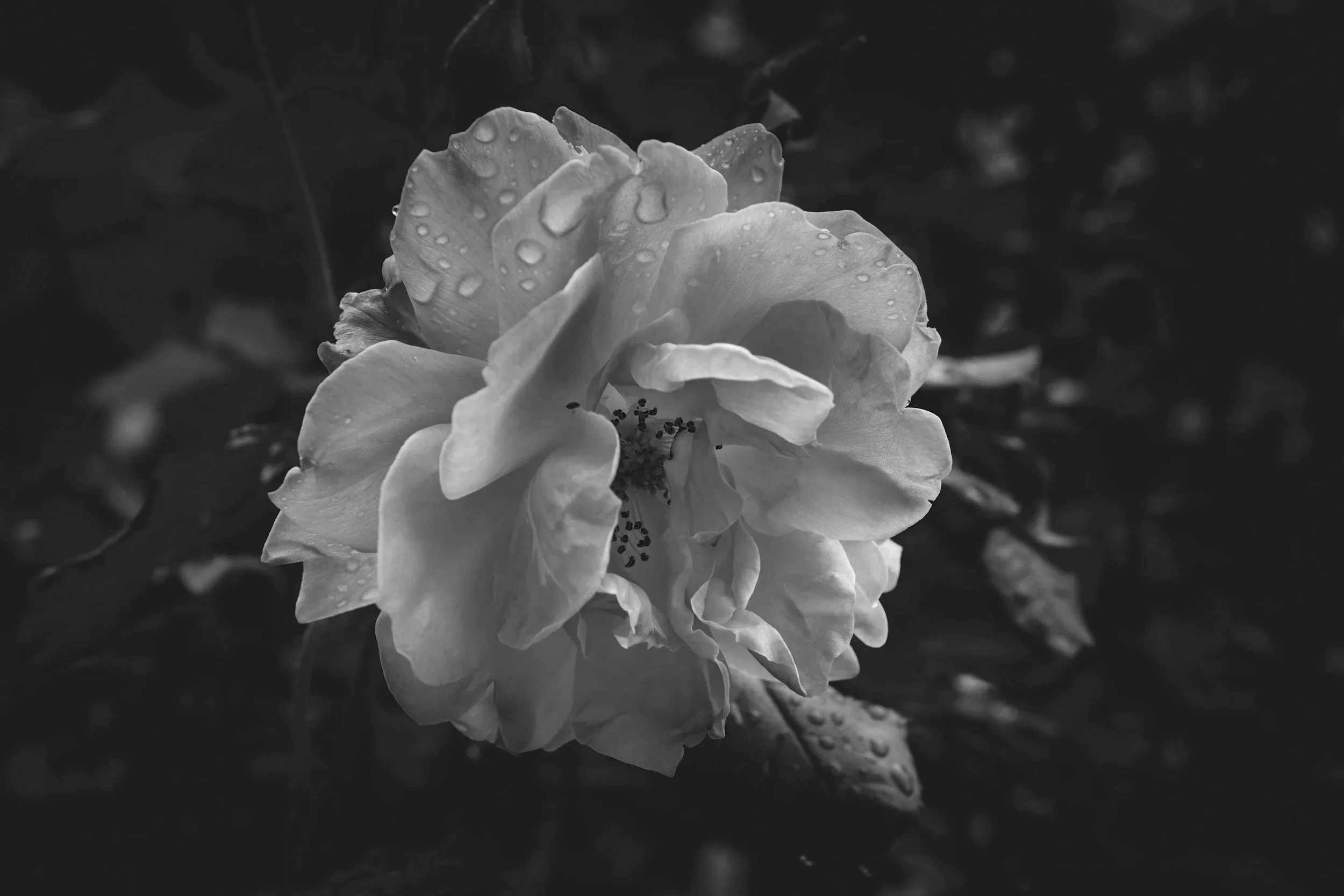 A close-up black and white photograph of a flower with water droplets on its petals.