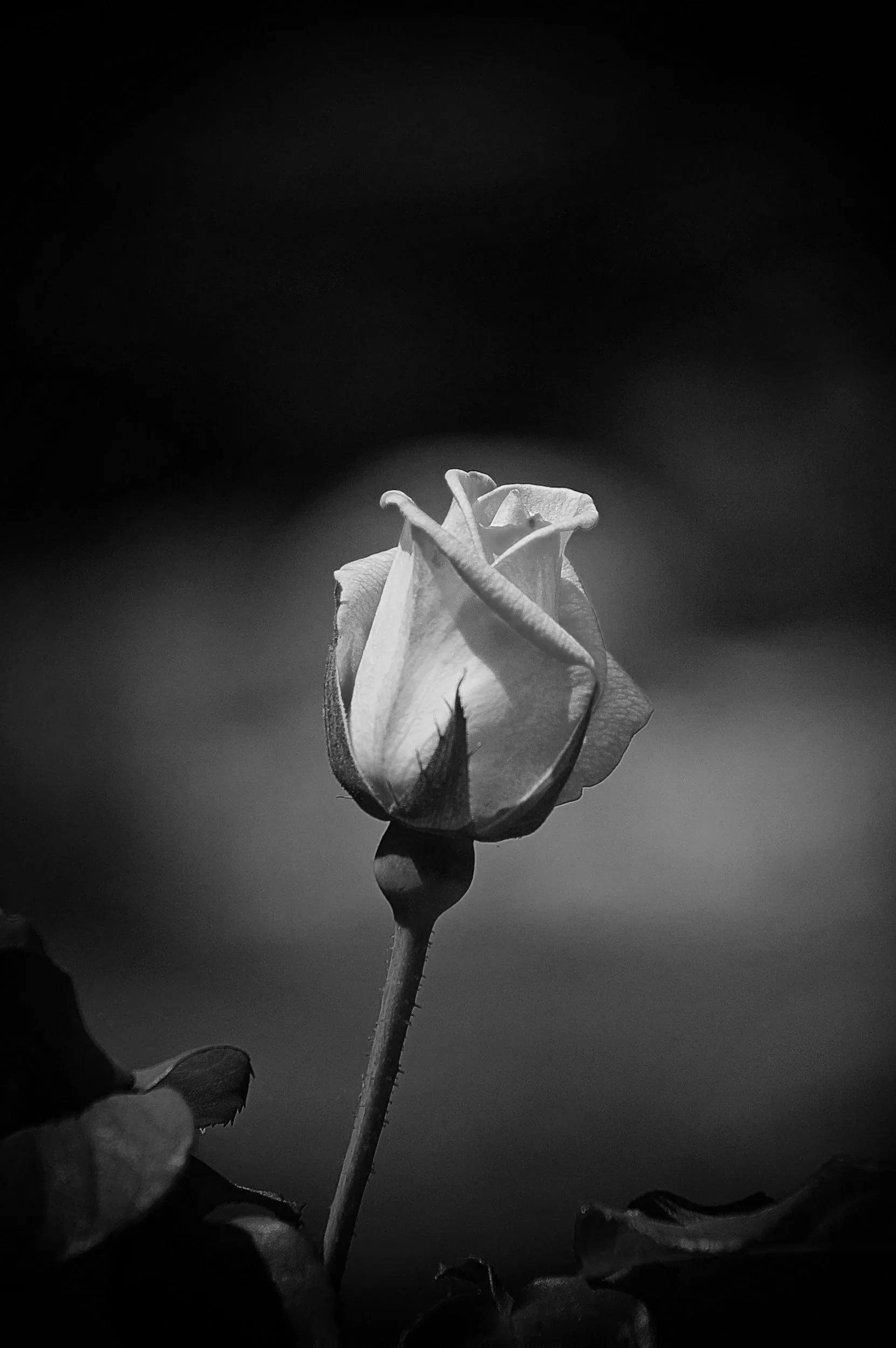 Black and white photograph of a flower bud, possibly a rose, on a stem with surrounding leaves, with a blurred dark background.