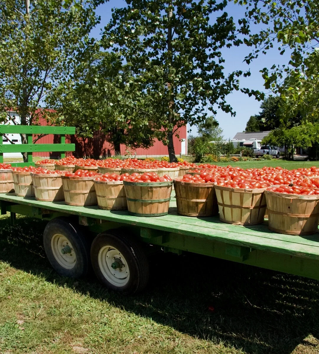 About — The Jersey Tomato Co.
