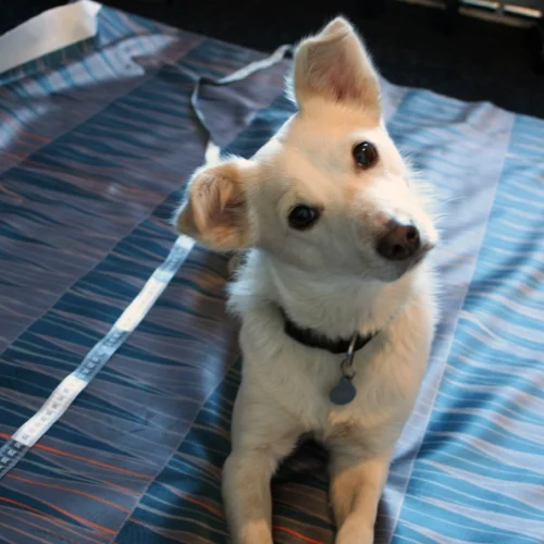 Luca-1.jpg
