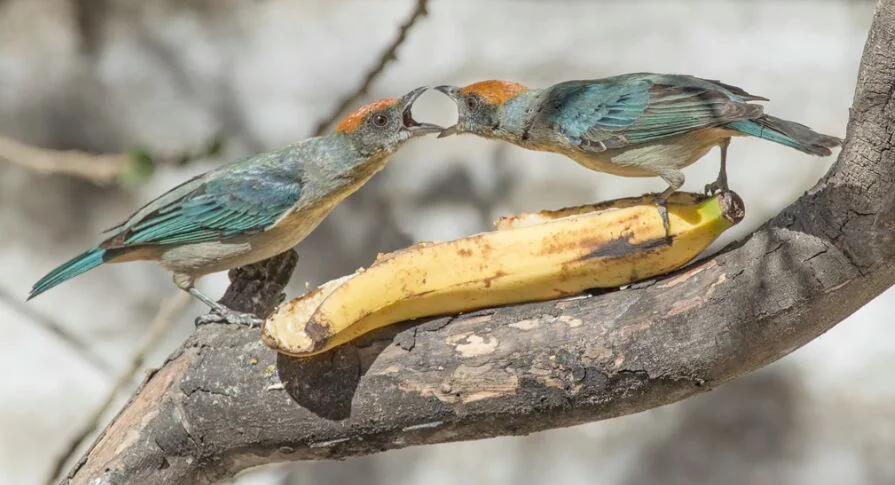 Scrub Tanagers