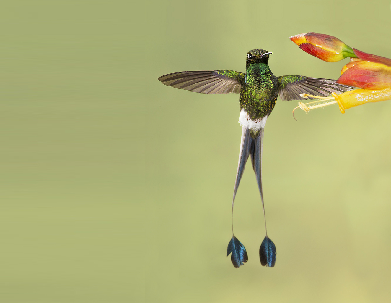 colibri.jpg