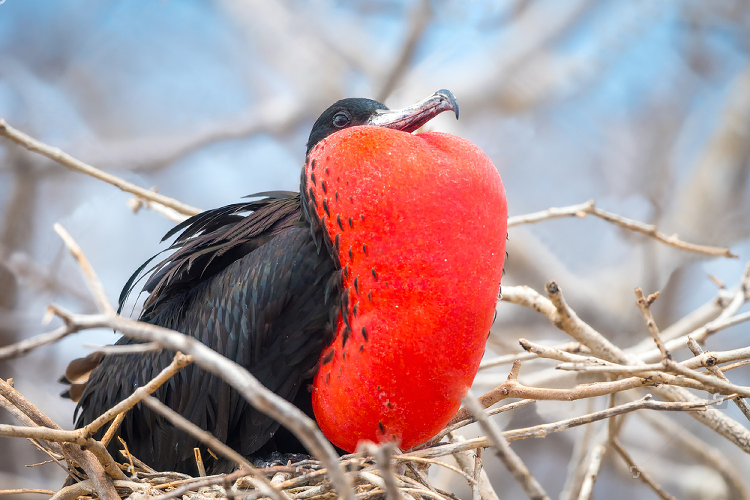 shutterstock_pajaro.jpg