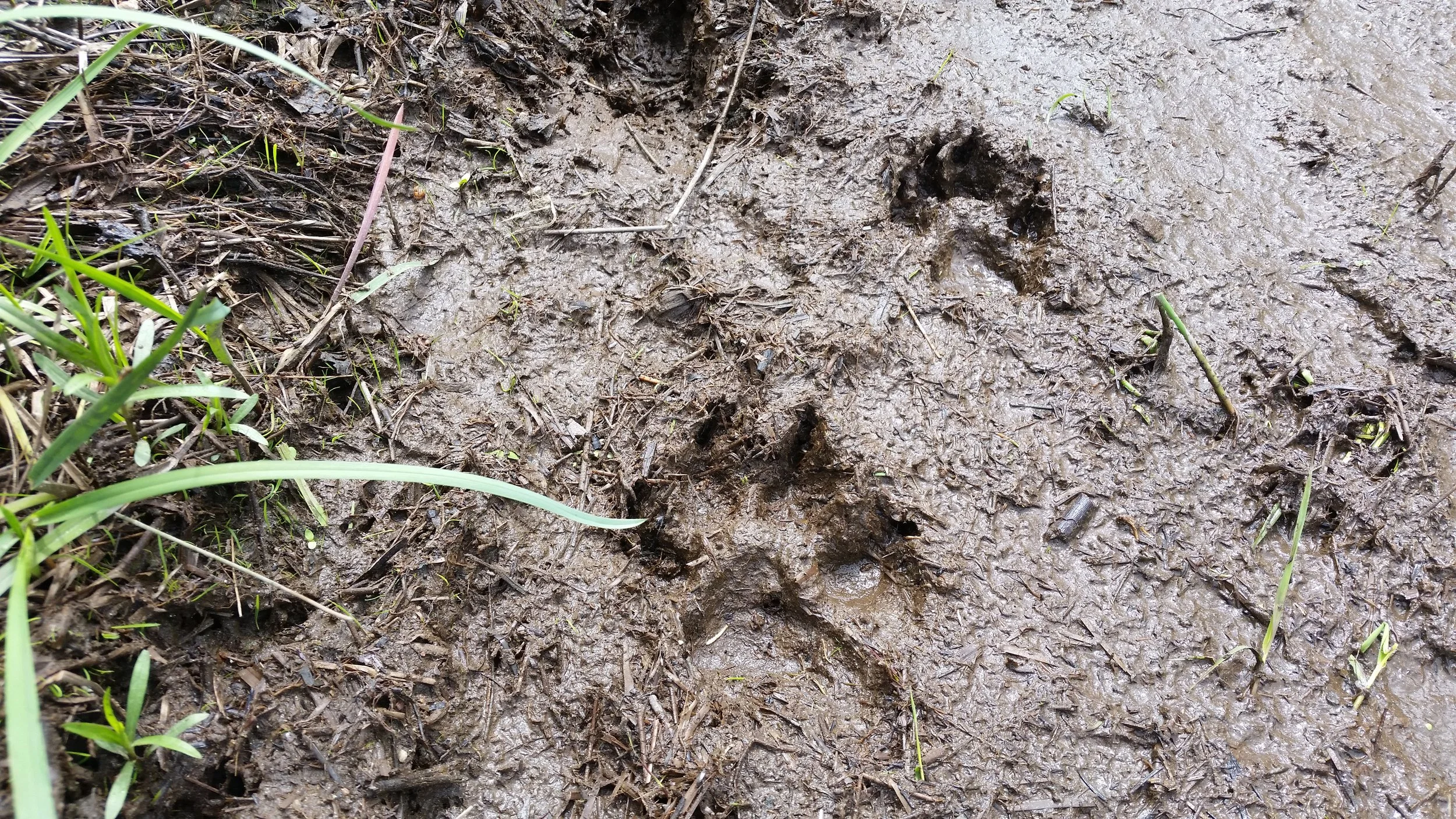 Wild Doggos