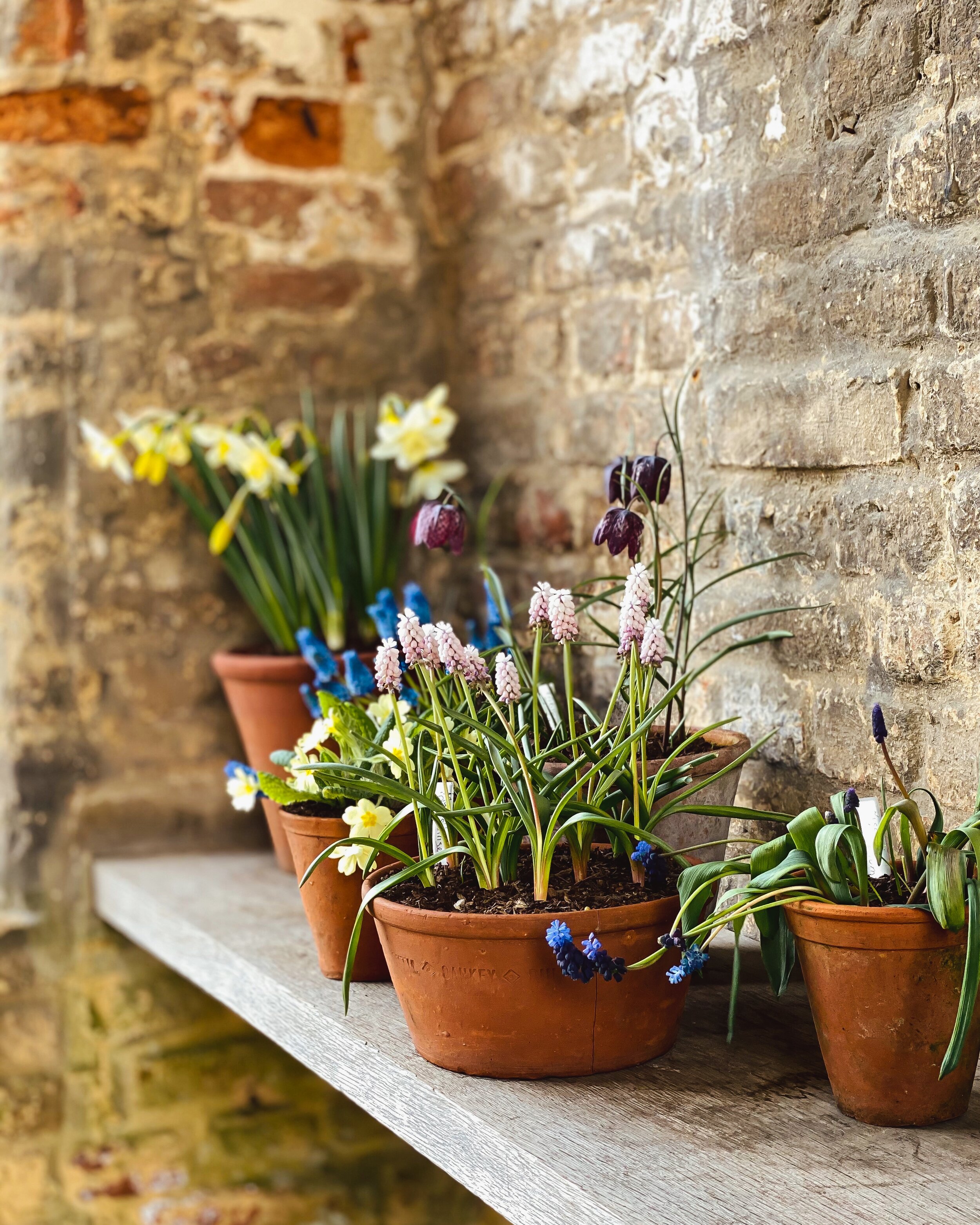 Spring at Sissinghurst — Skye O'Neill