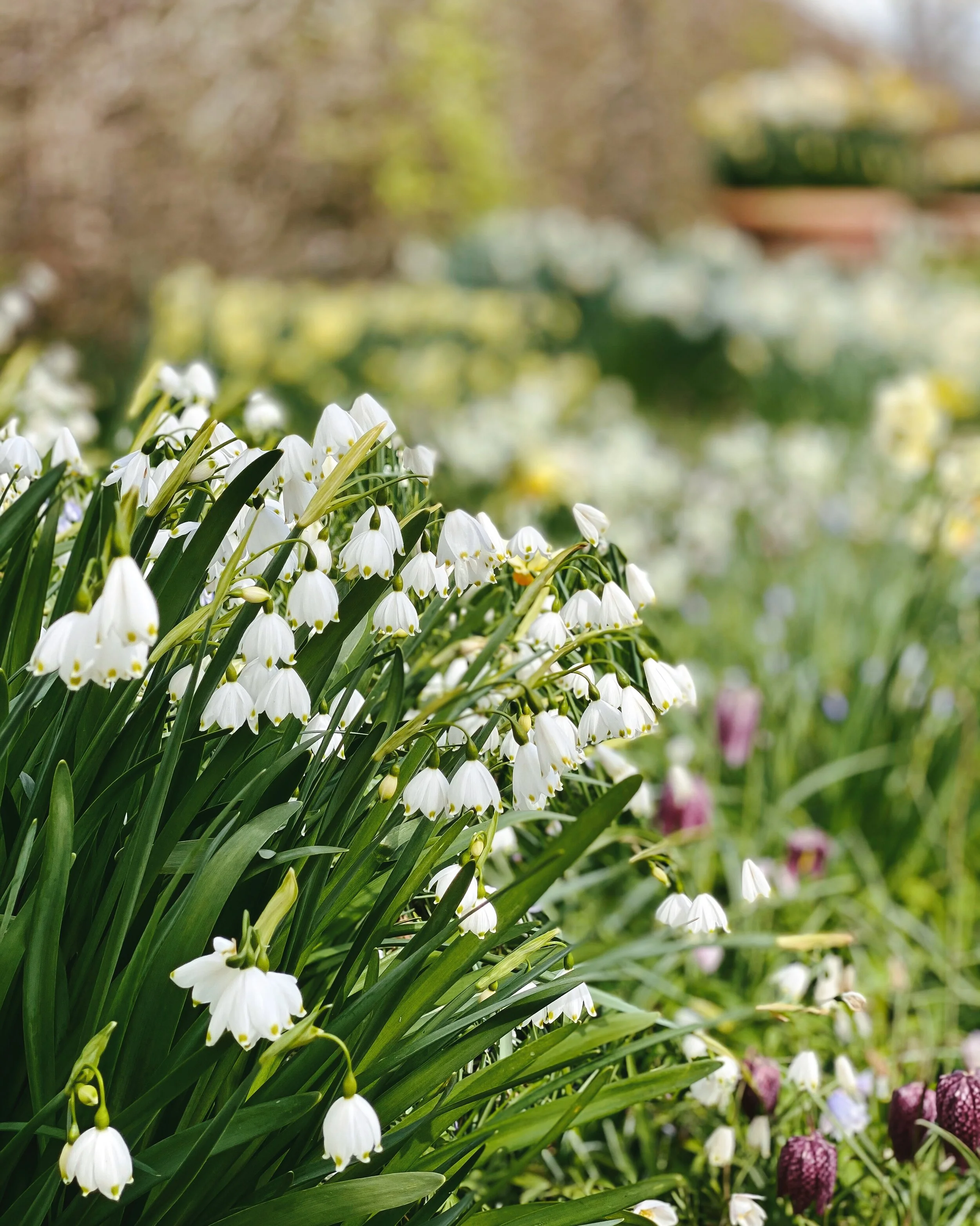 Spring at Sissinghurst