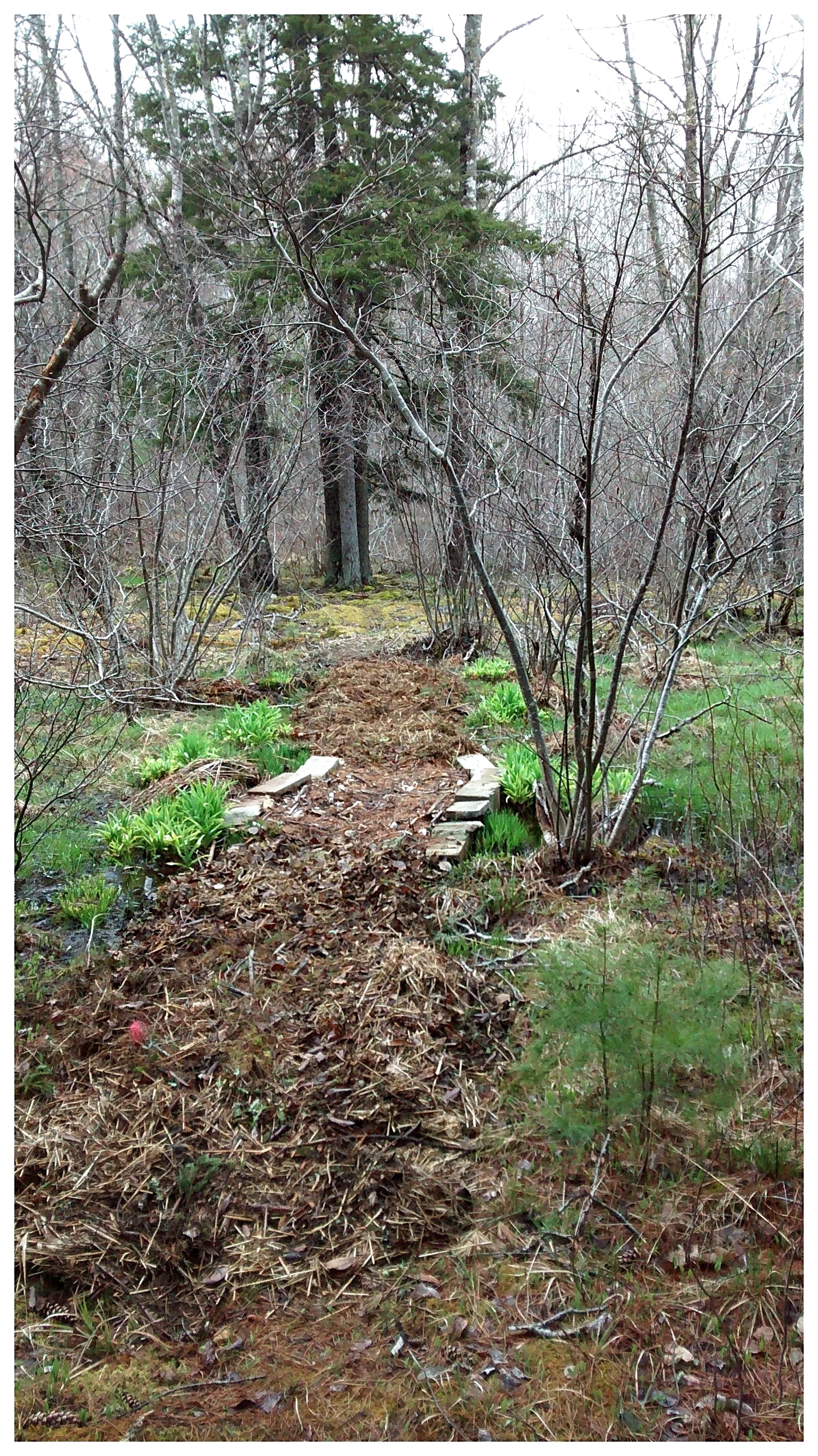 A woodland path through a marshy area, created using materials found on site (Mahone Bay, NS) .