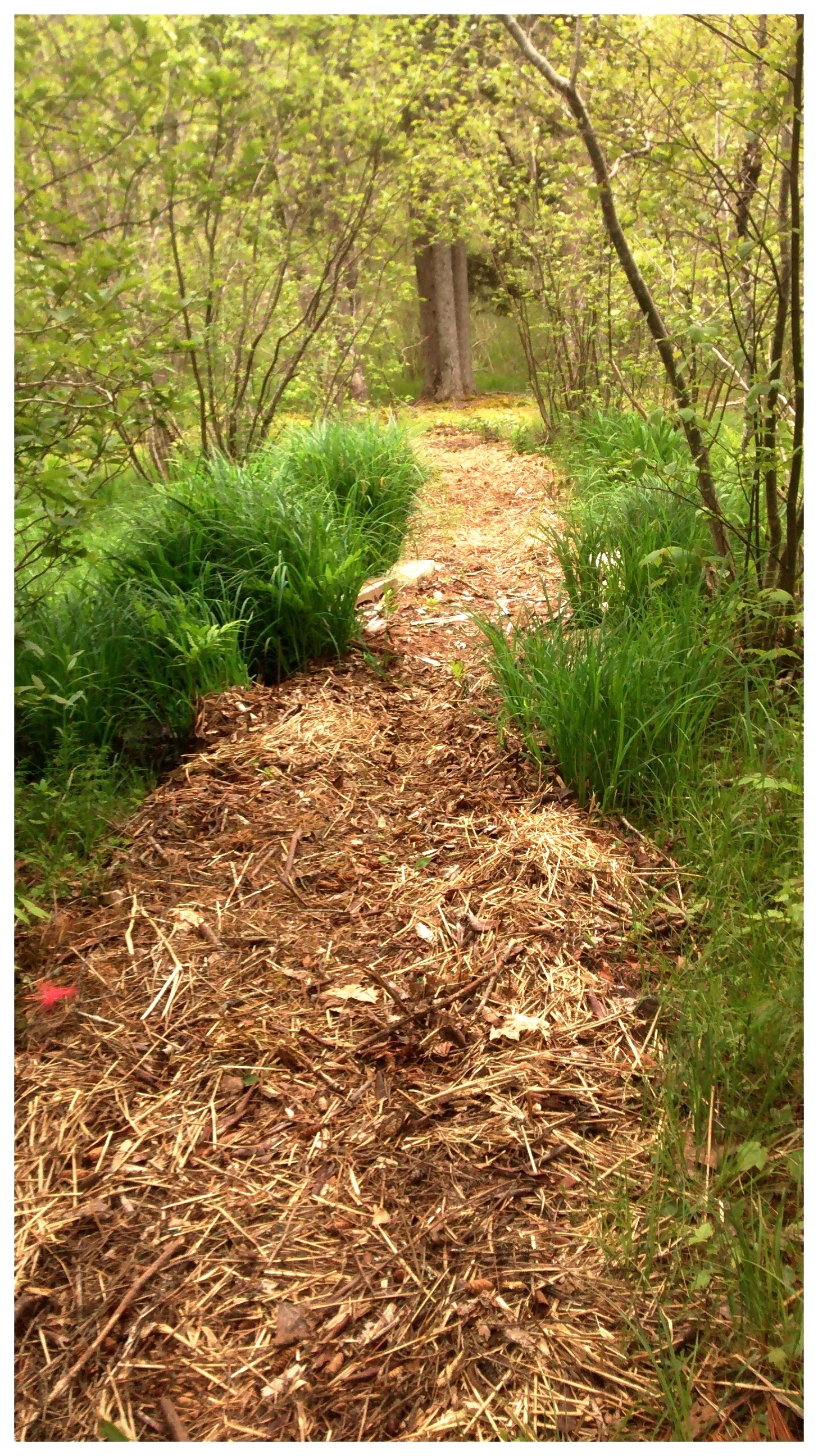 A woodland path winding through marshland grown out with daylilies in summer (Mahone Bay, NS).