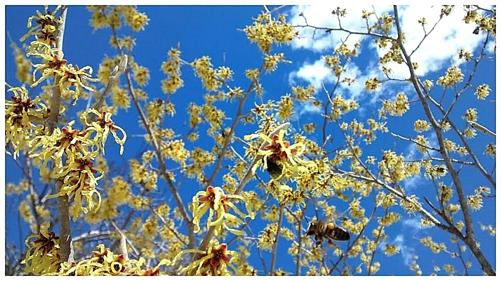 Bees revel in early spring witch hazel blooms (Mahone Bay, NS).