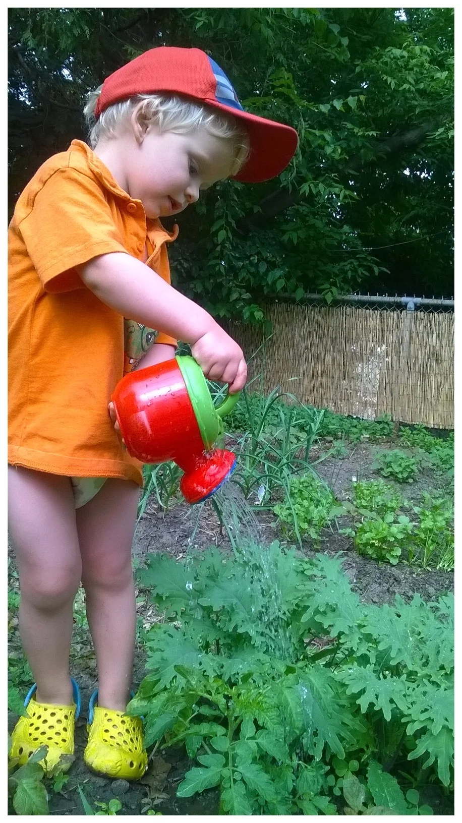 A first time gardener helps care for his own backyard ( Sage Rising , Toronto, ON).
