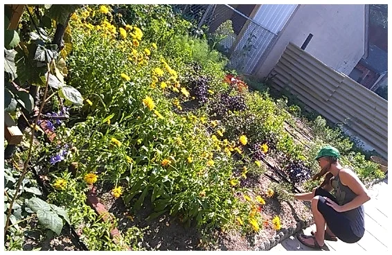 When we nurture gardens, we truly participate in nature. For that we can reap many rewards - relaxation, recreation, body food, soul food and a growing re-connection with the Earth ( Sage Rising , Toronto, ON).