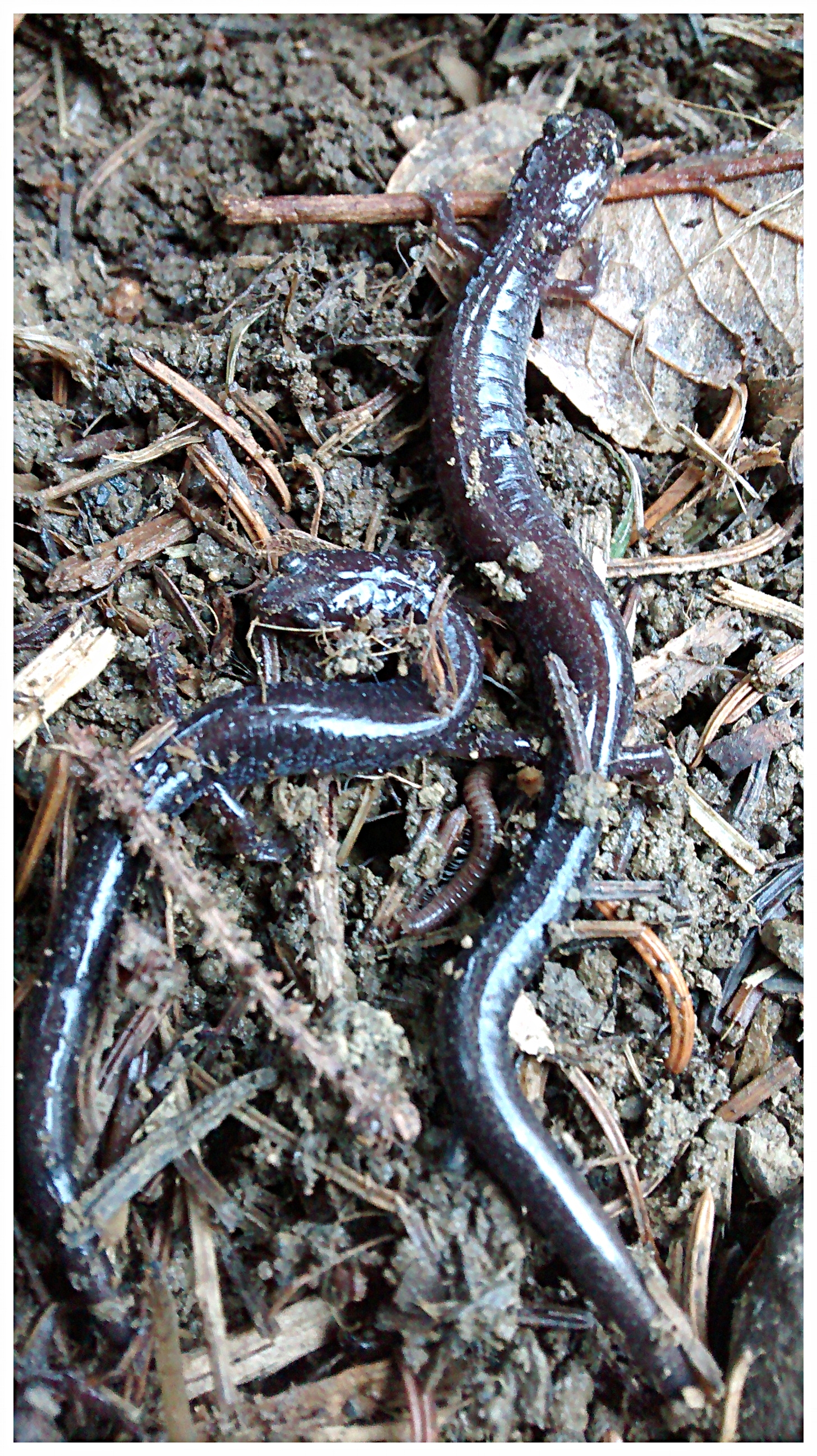 Salamanders and worms enjoy the warming soil of spring. We always respect the creatures we garden with and try to disturb them as little as possible (Mahone Bay, NS).