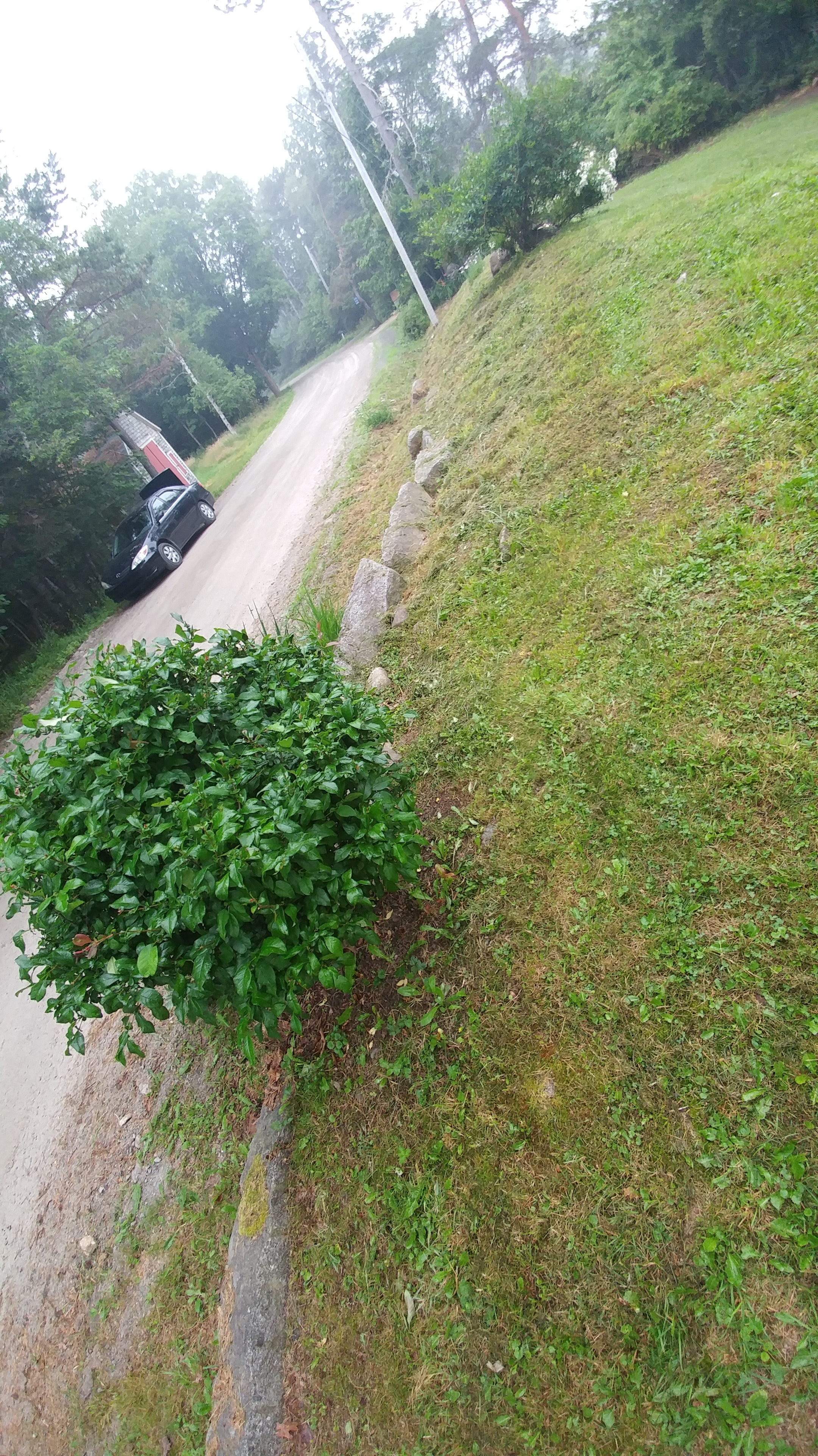 BEFORE: Grass again. This slope was both unsightly and high maintenance, as it was difficult to mow.