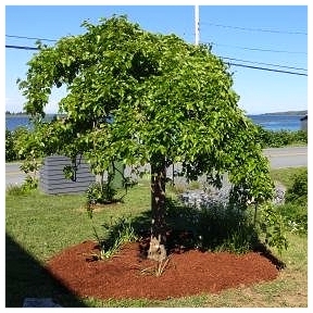 A spring haircut and fresh mulch will help this weeping mulberry to thrive (Rose Bay, NS).