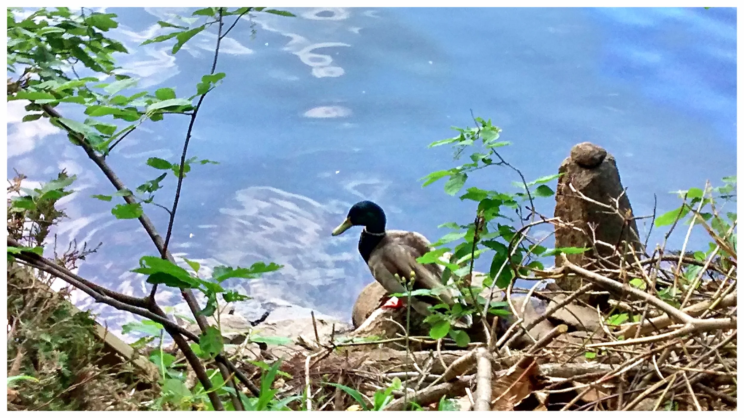 Ducks love our shoreline garden. This mallard is resting beside a tidal marker stone installation created by Guy (Bridgewater, NS) .