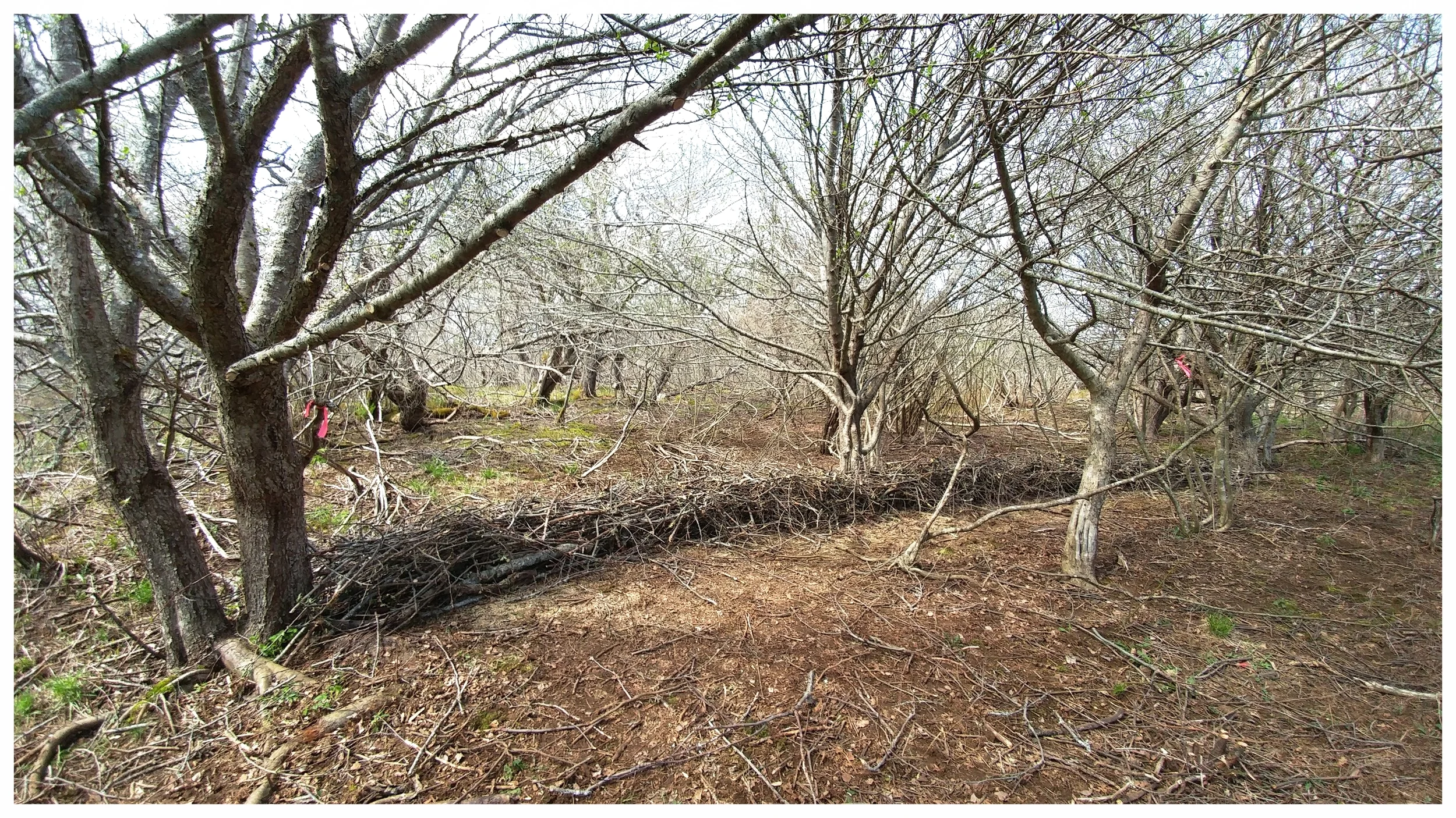 This brush-wall is a creative way to compost woody debris on site. It will decompose over time and can be added to as needed (Rose Bay, NS).