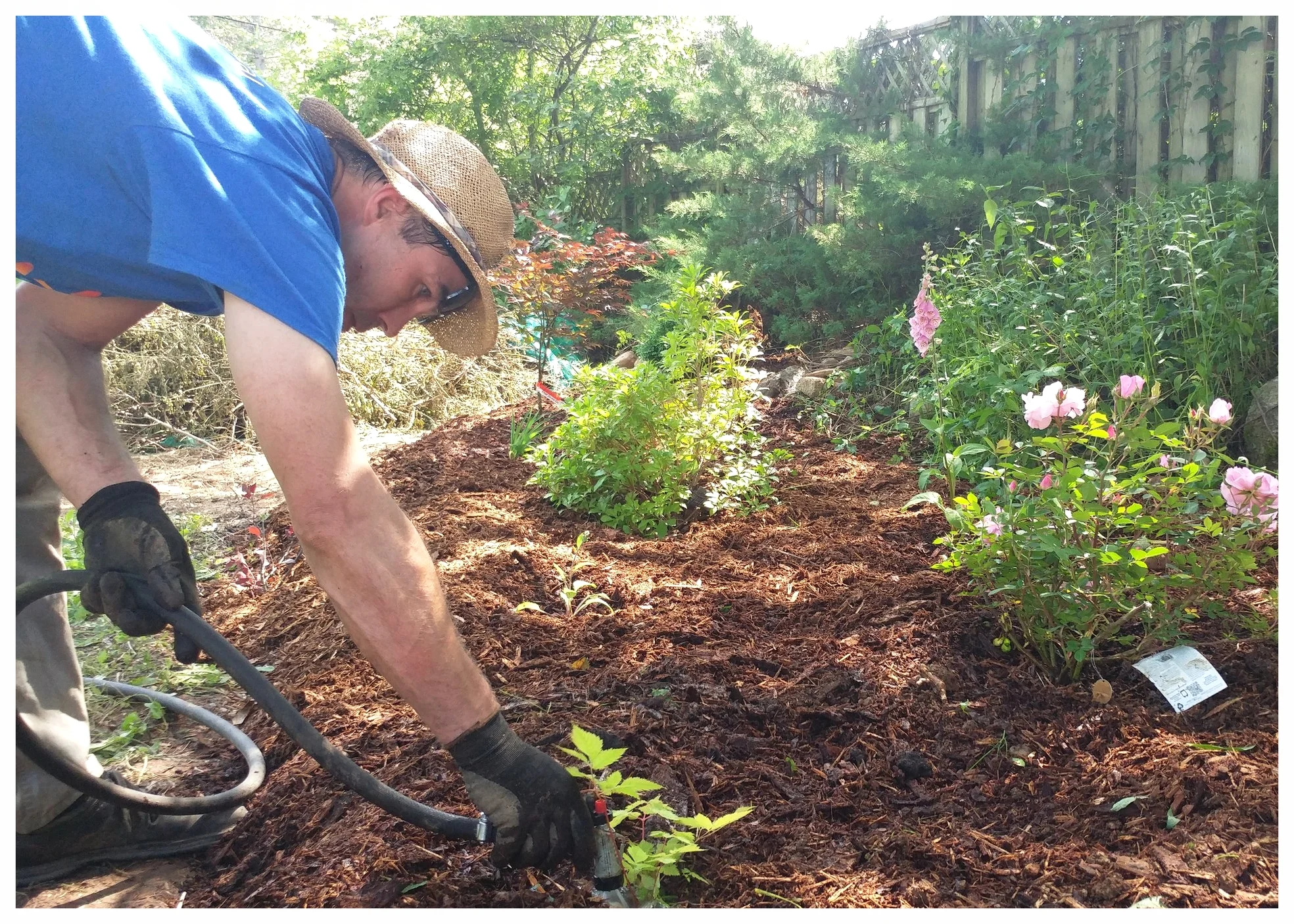 Guy giving a client's garden some love (Mahone Bay, NS).