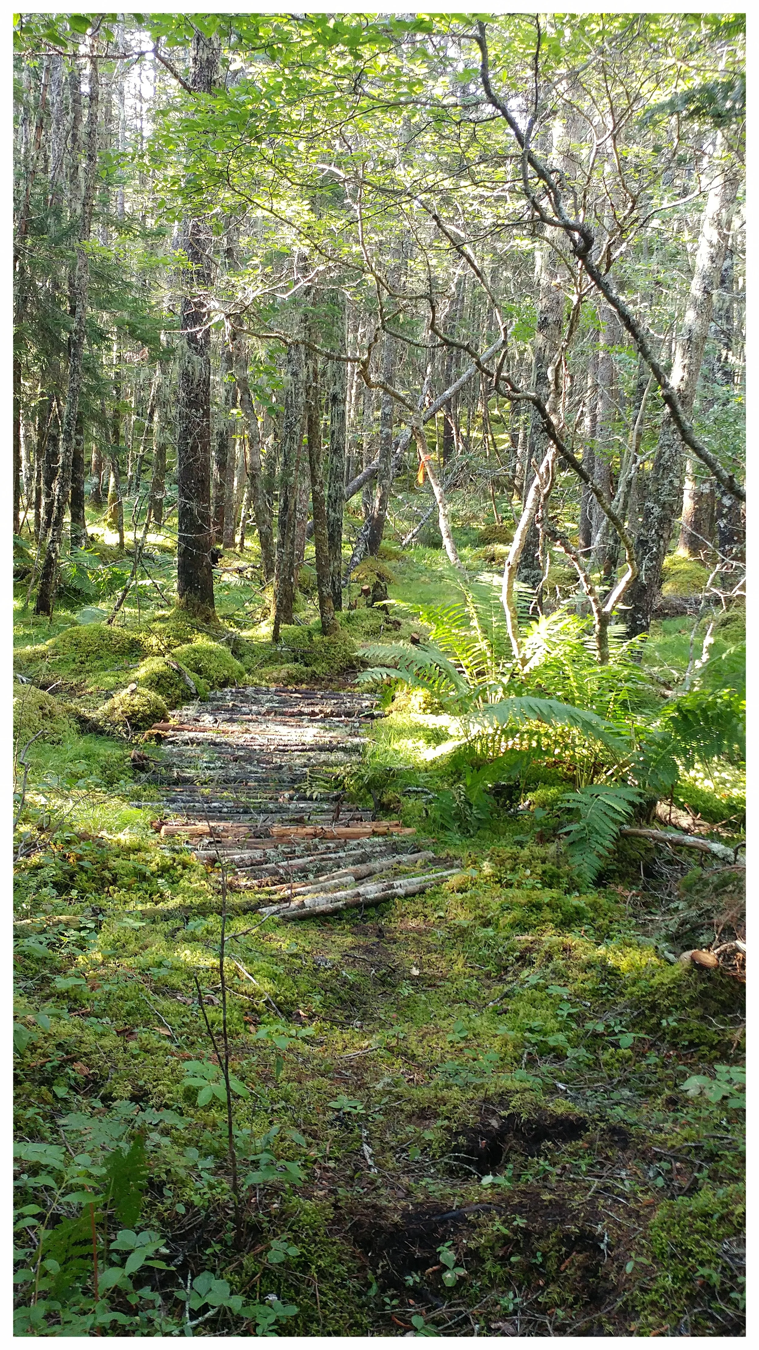 A low-impact forest trail reveals hidden treasures (Rose Bay, NS).