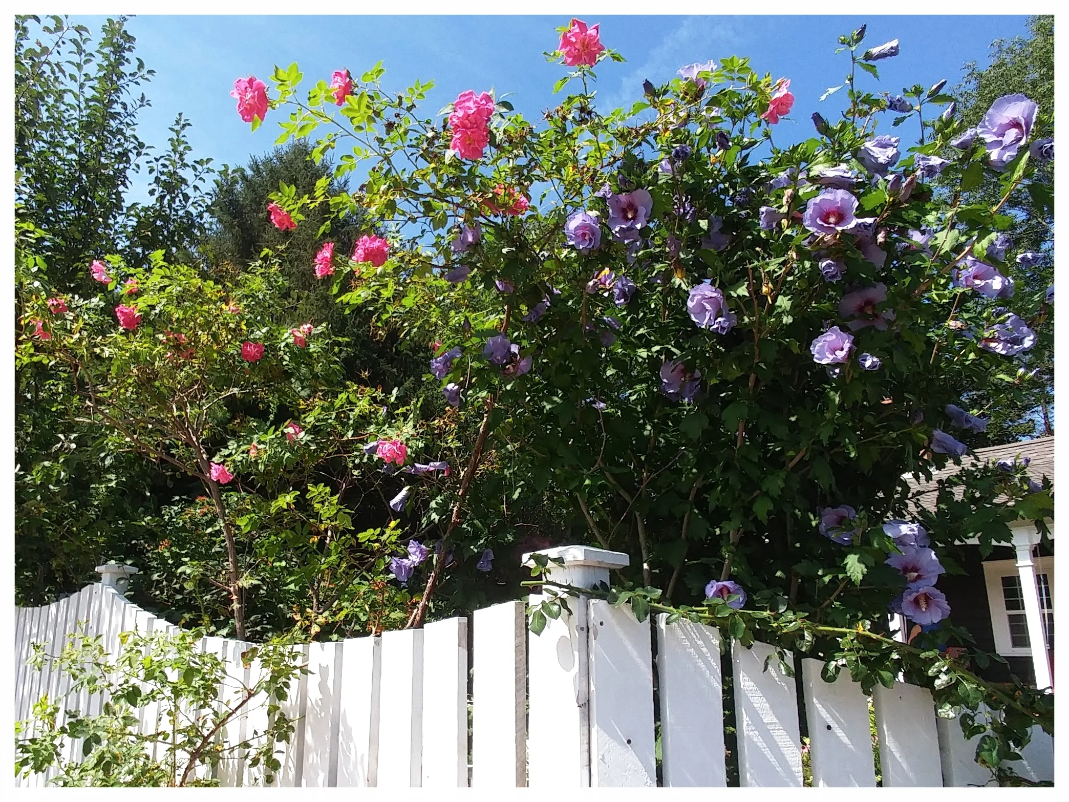 Pruning, training and proper support keeps flowering vines and shrubs looking and feeling their best. (Mahone Bay, NS)