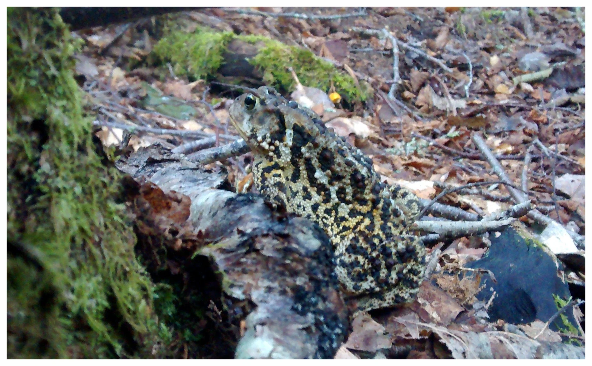 Amphibians are such an important part of a healthy forest ecosystem, and always a treat to spot! (Rose Bay, NS)