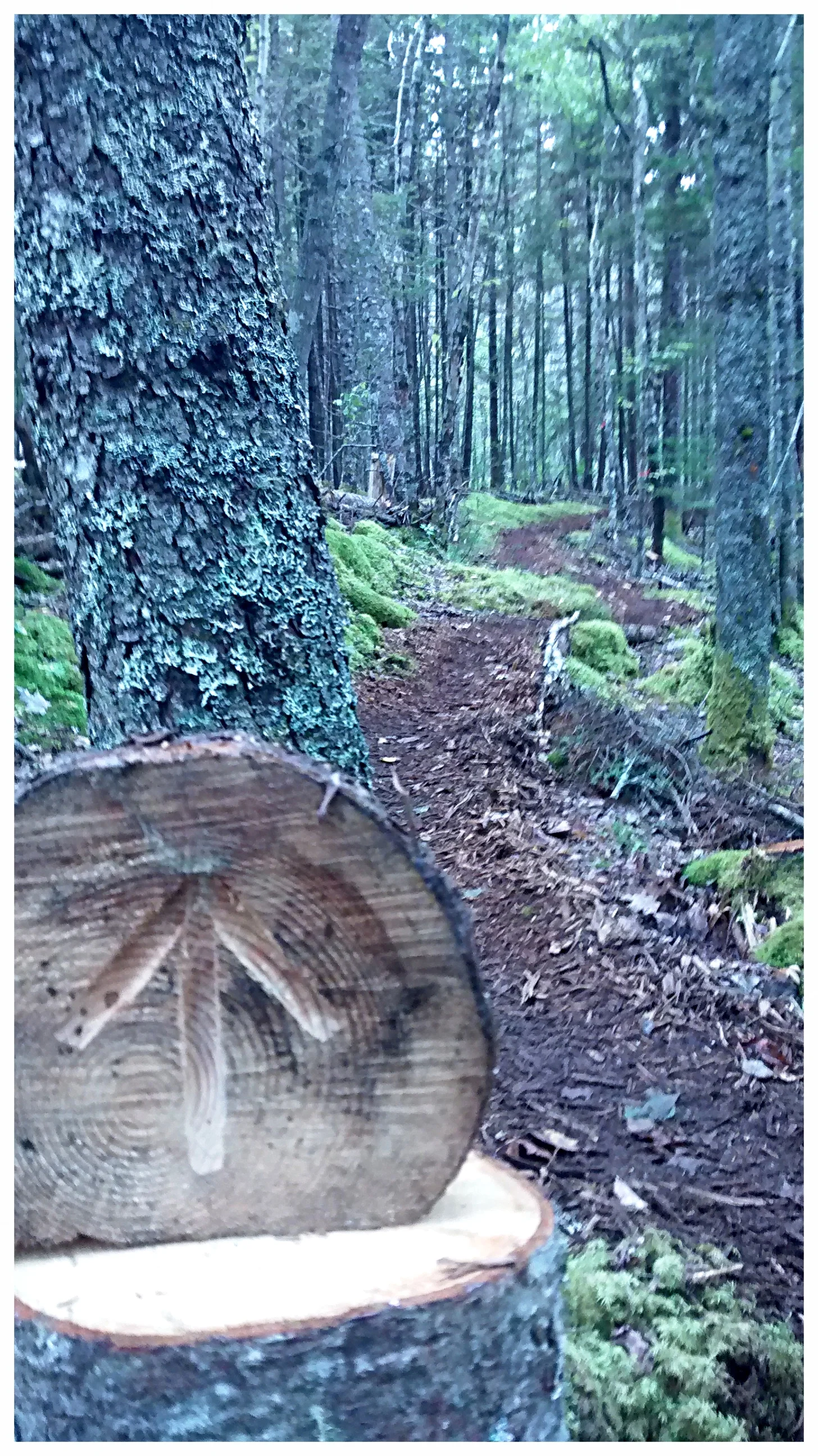 A creative trail-marker leads walkers onward along this quiet forest path. (Rose Bay, NS)