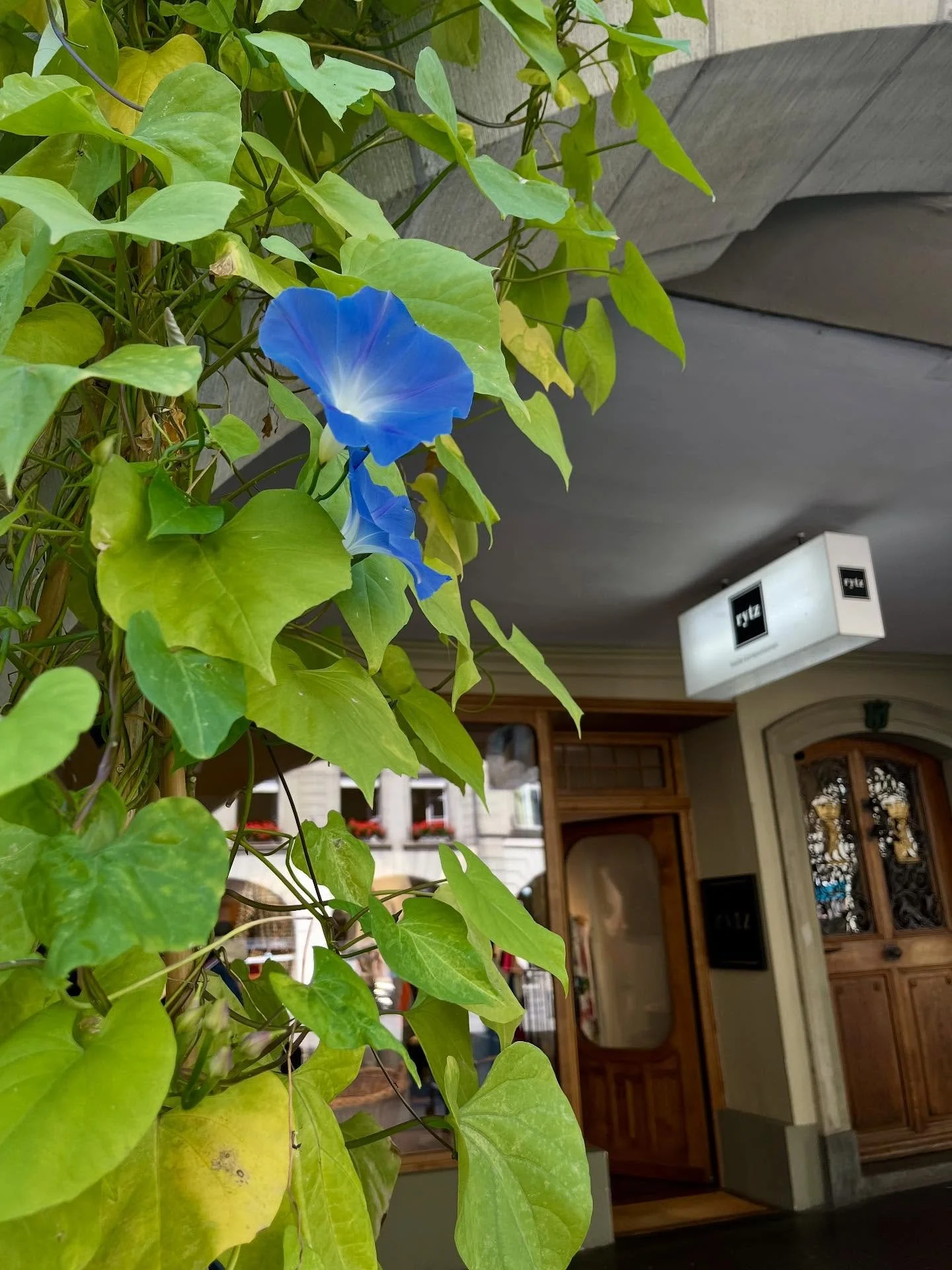 🤍 &bdquo;Zwischen Regalen und kleinen Tr&auml;umen.&ldquo; @rytz_bern 
#storelove 
#letsstarttheday 
#slowfashion 
#boutique 
#rytzbern