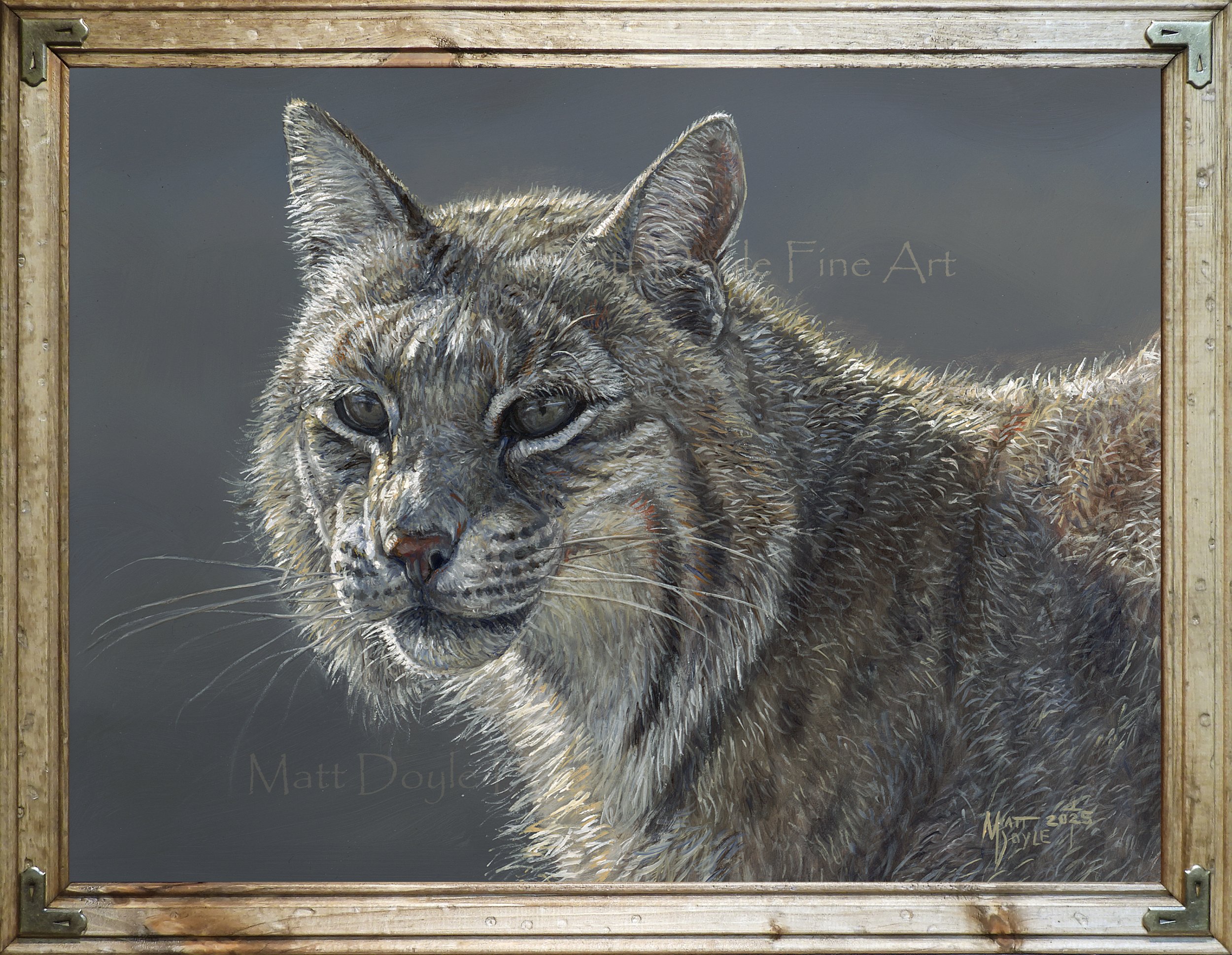 Bobcat Study 8x10 2025 framed.jpg