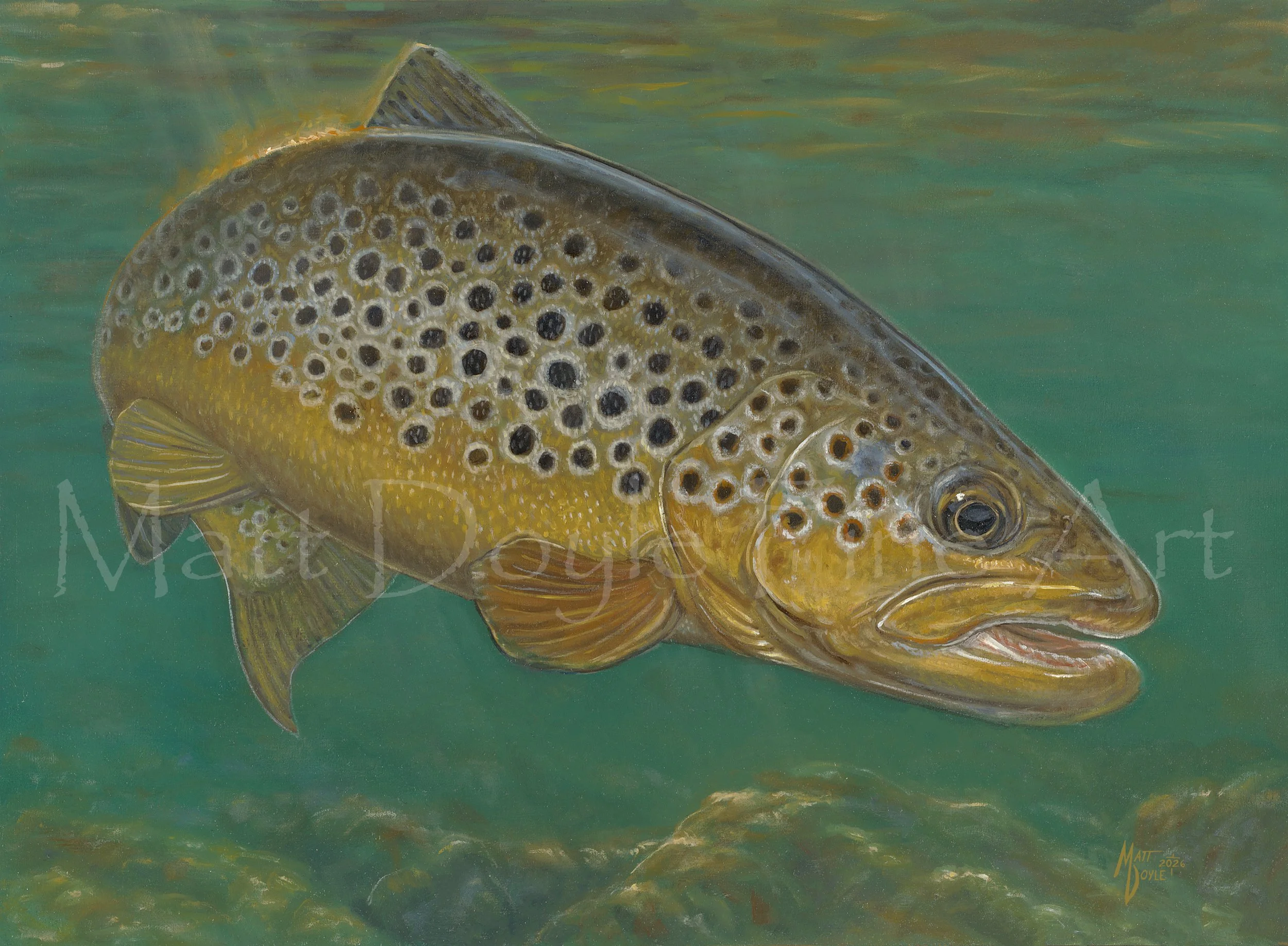 BrownTrout watermark.jpg (Copy)